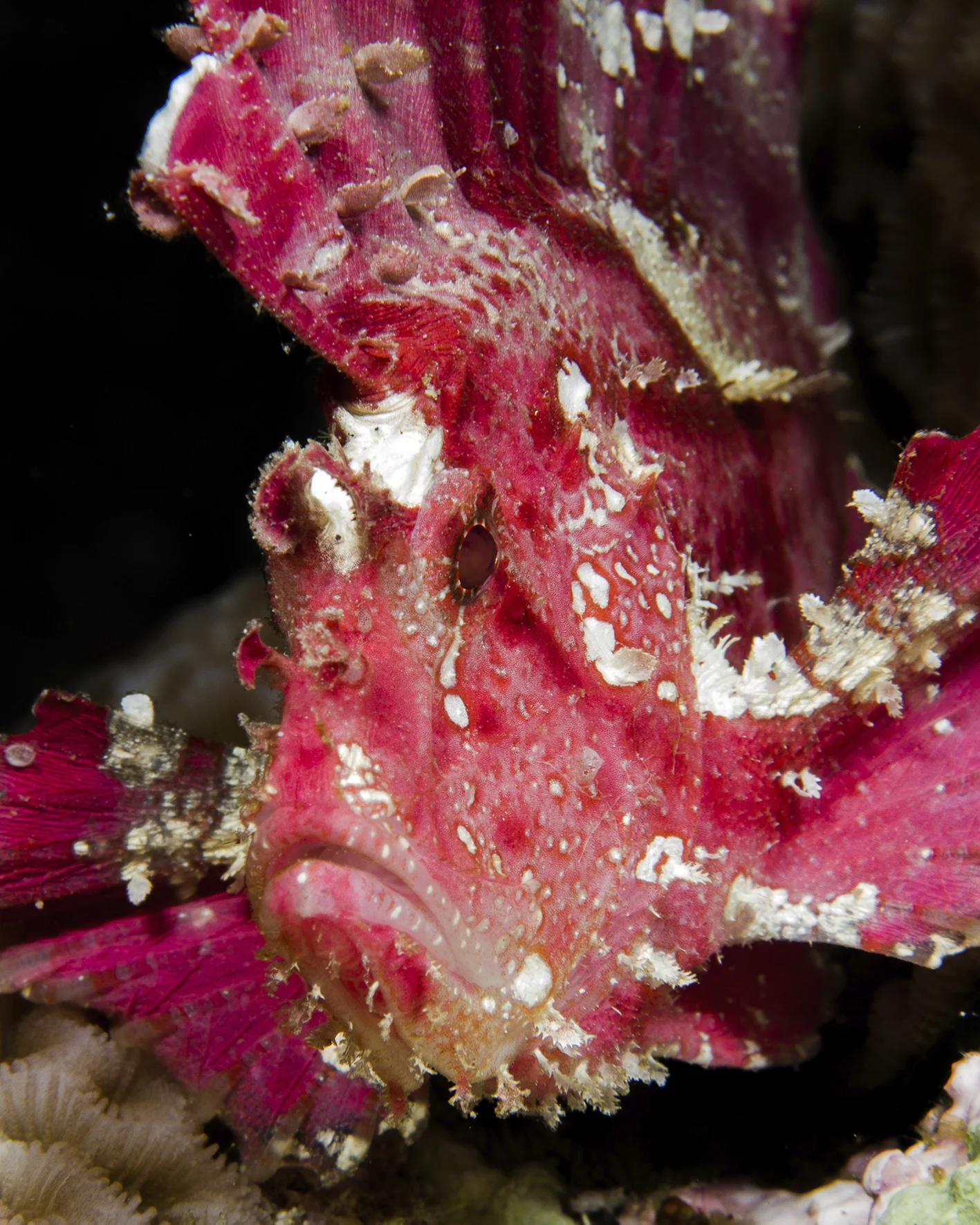pink leaf.jpg