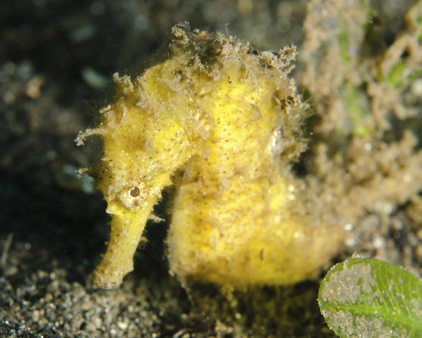 sea horse.jpg