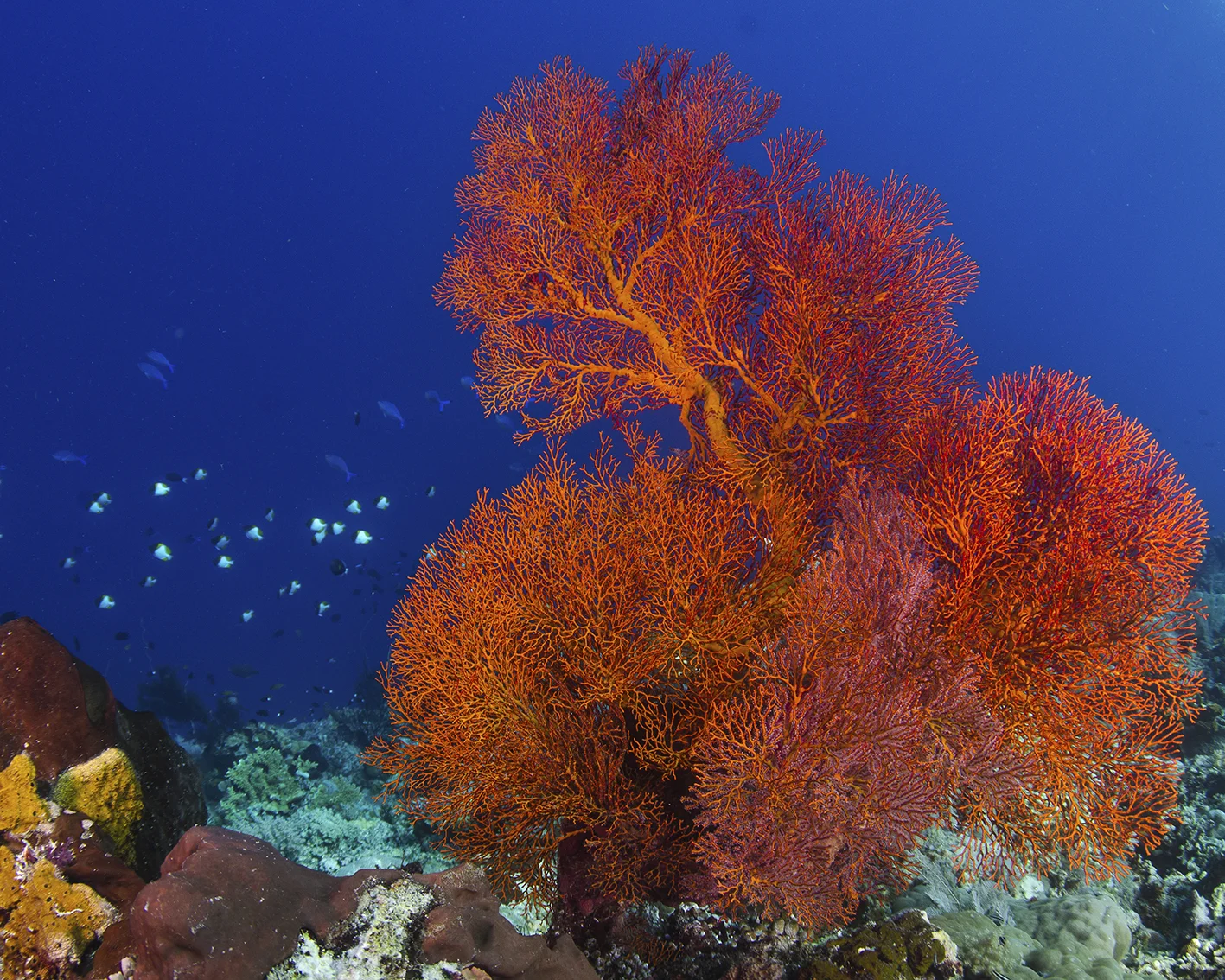 soft coral orange.jpg