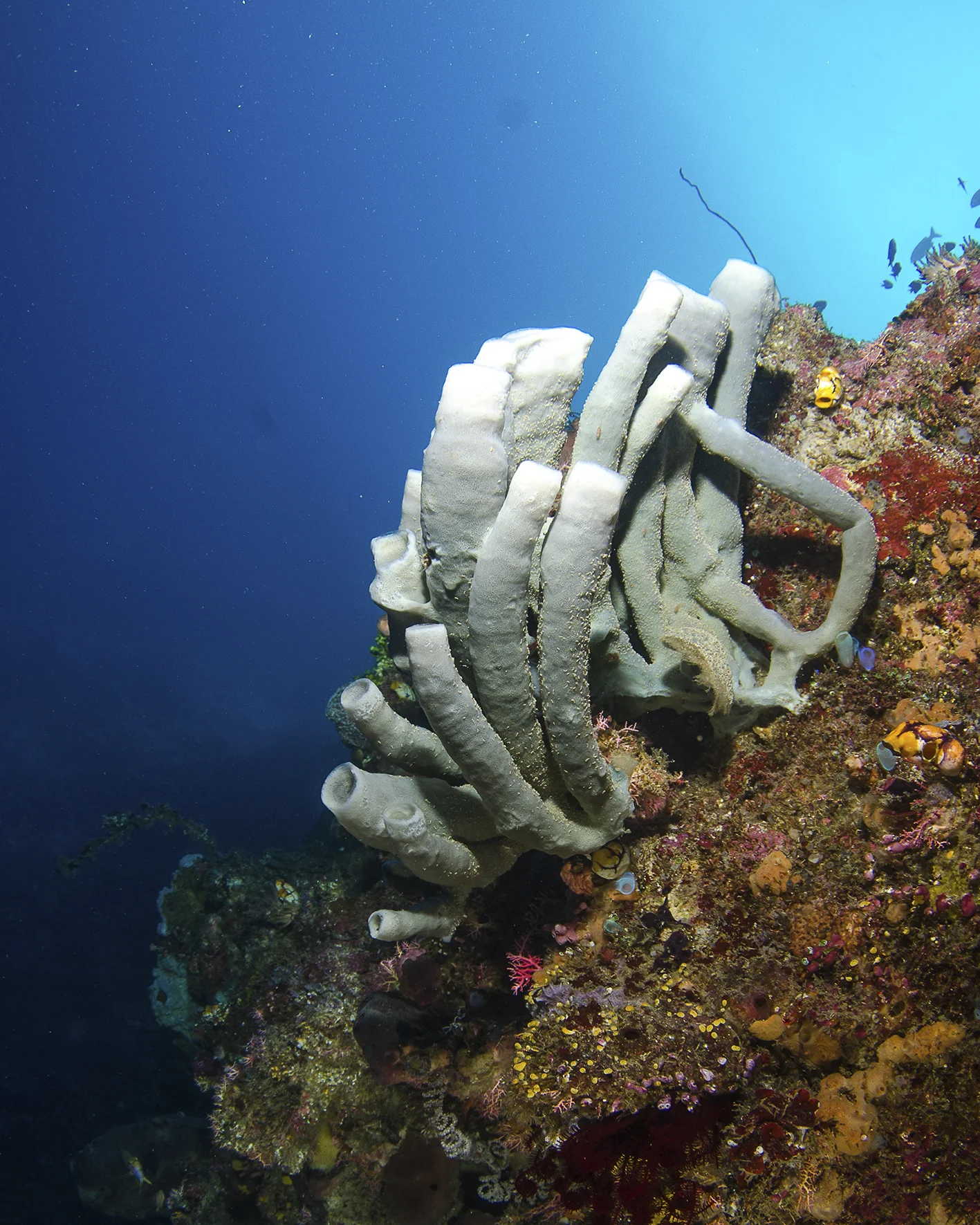 soft coral.jpg