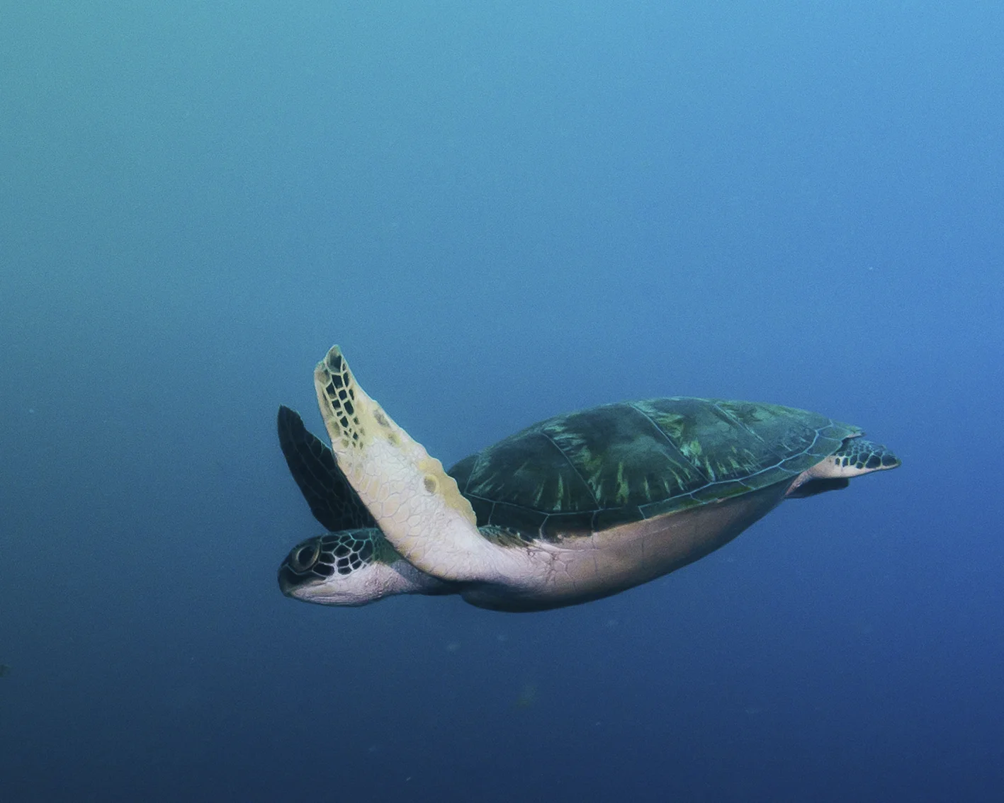 turtle swimming.jpg