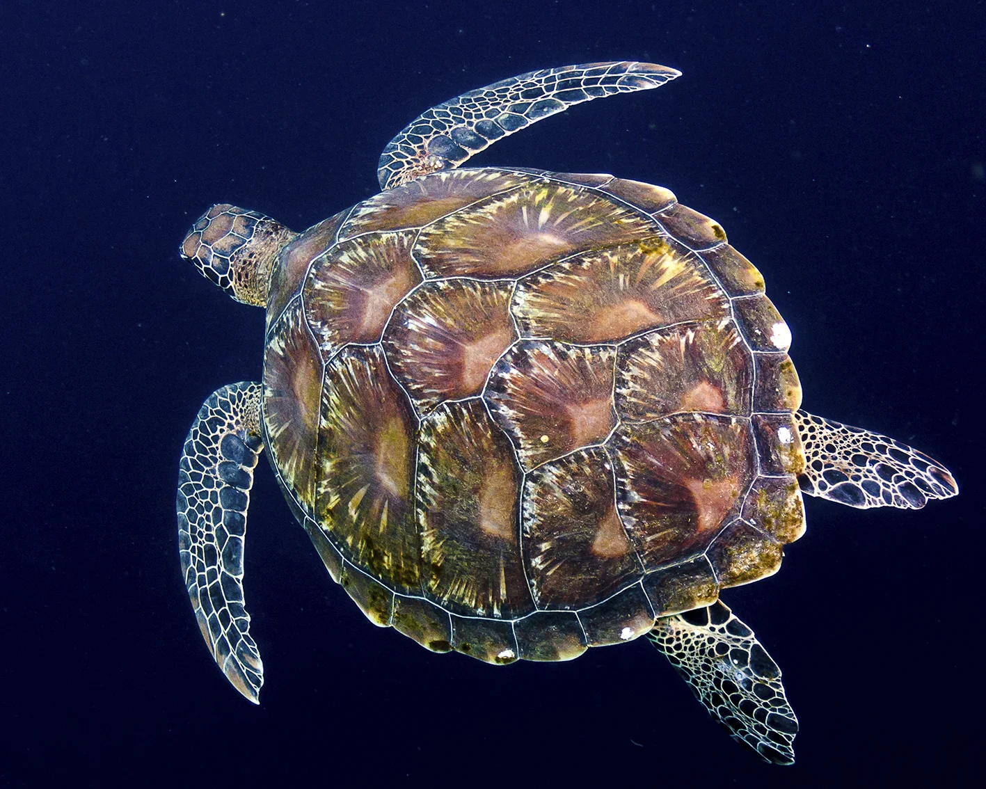 turtle top.jpg