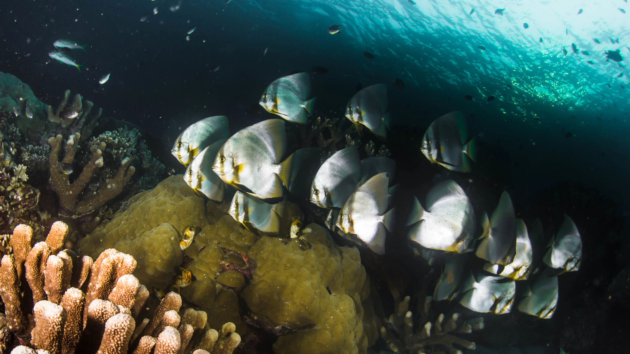 c bat fish late afternoon fukui point.jpg
