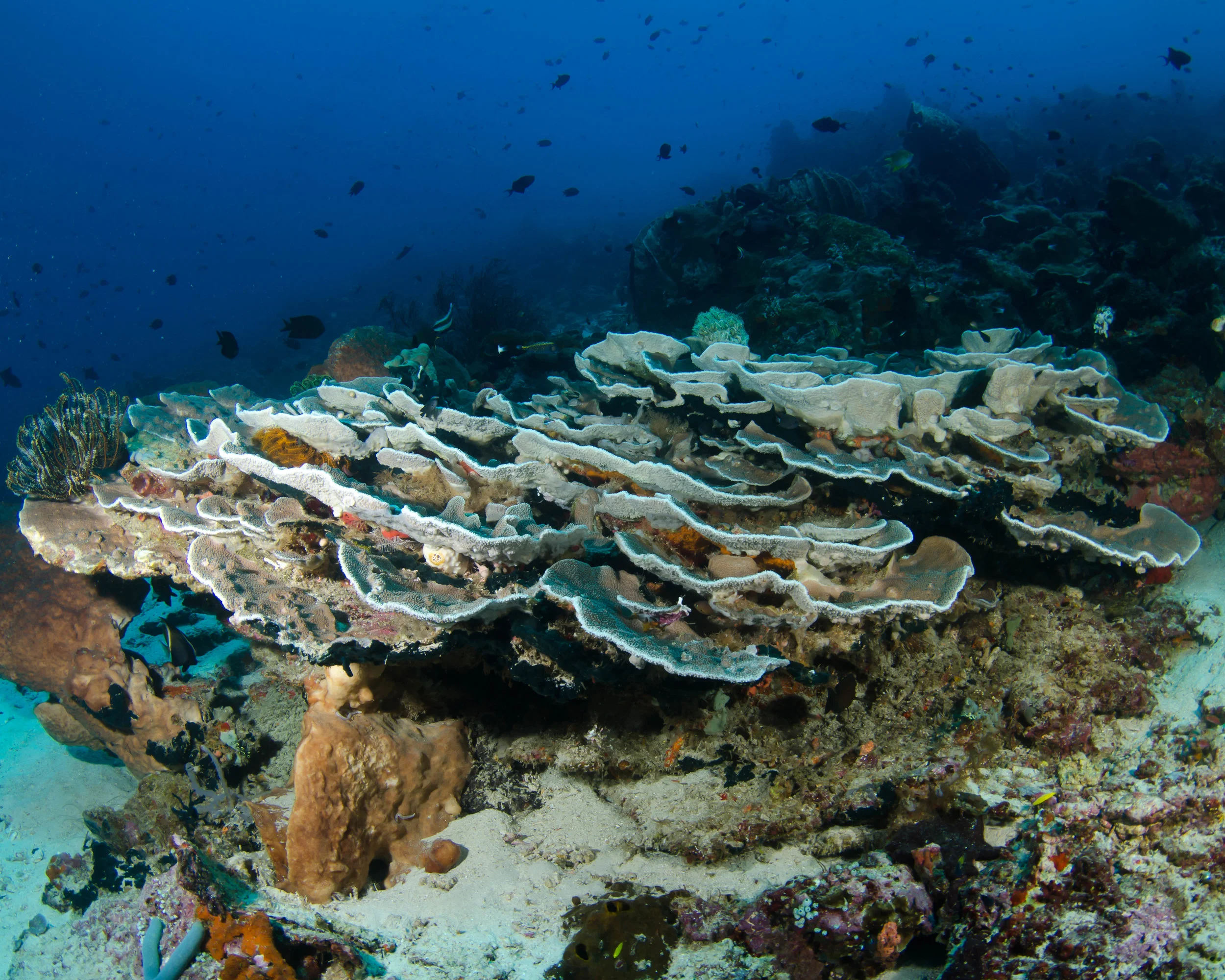 c lettuce coral 1.jpg