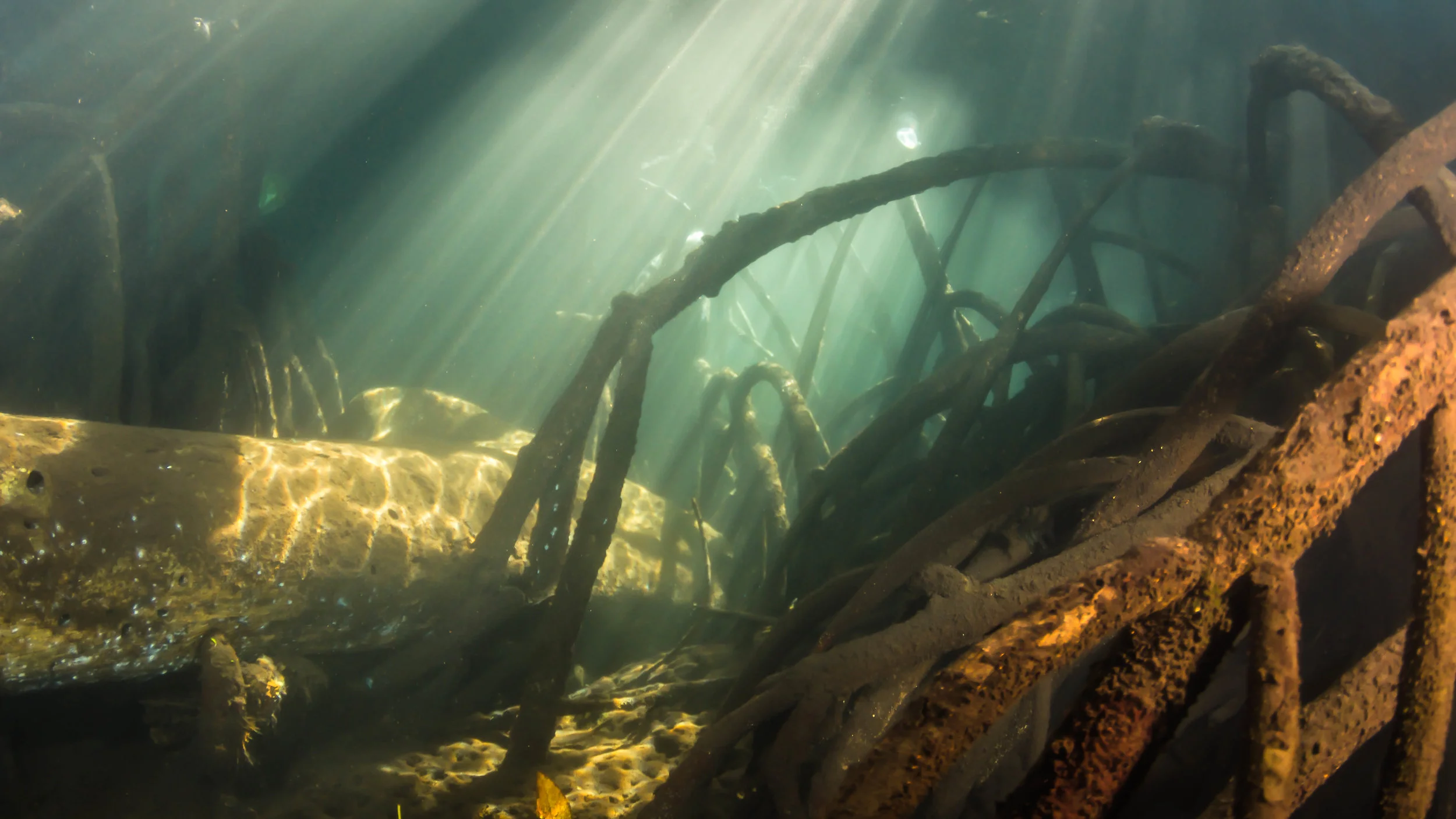 c mangroves 1.jpg
