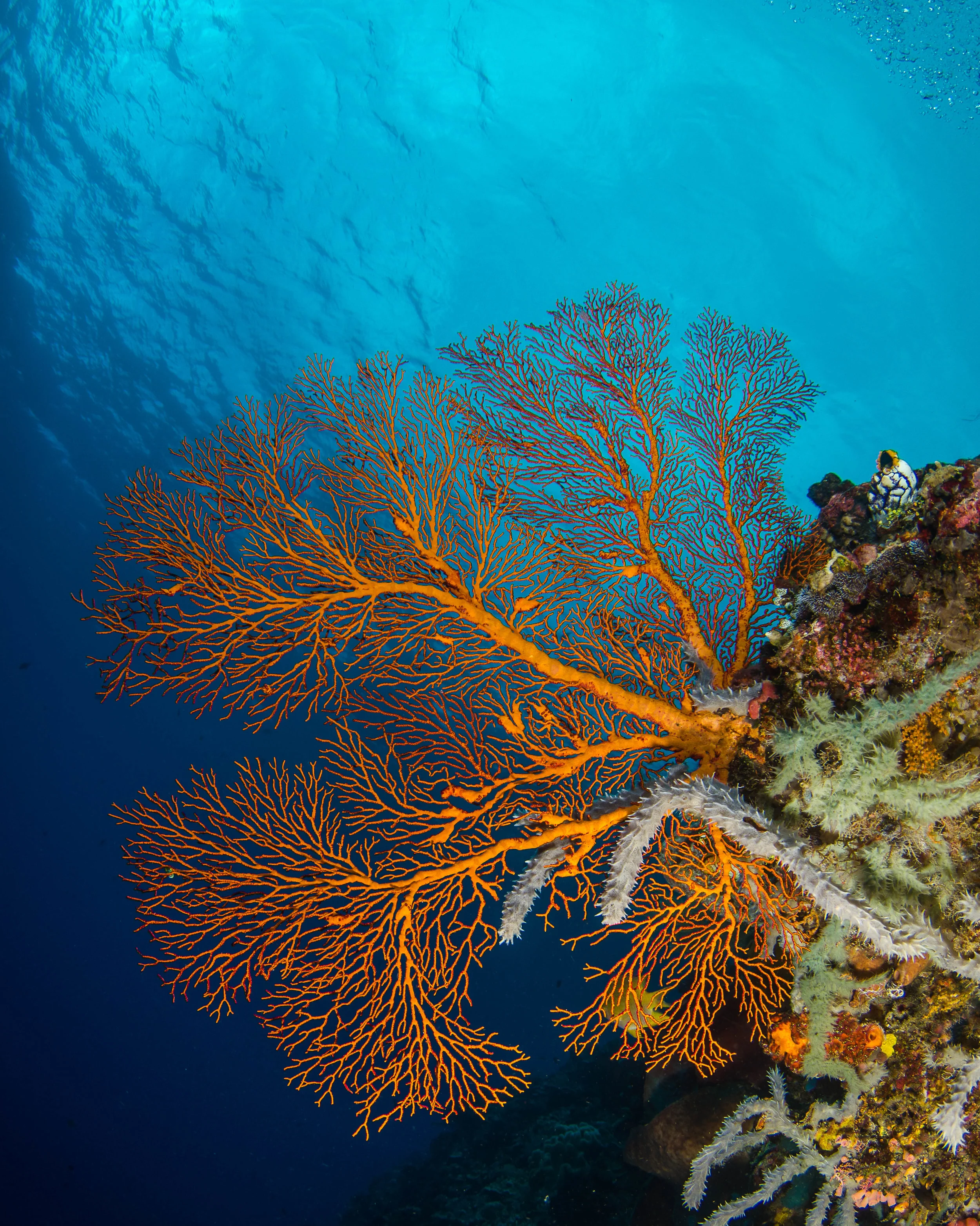 c orange soft coral 2.jpg