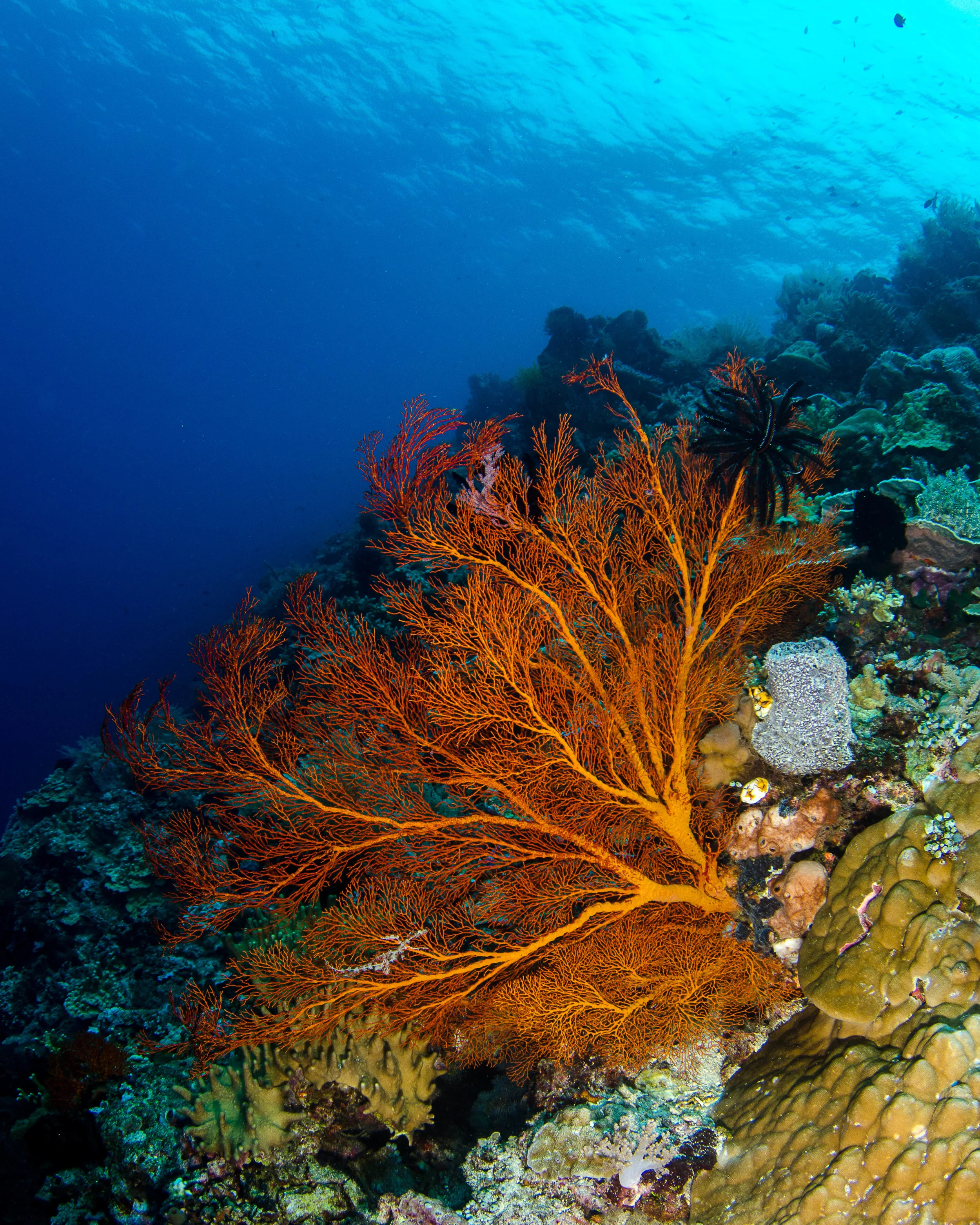c orange soft coral 4.jpg
