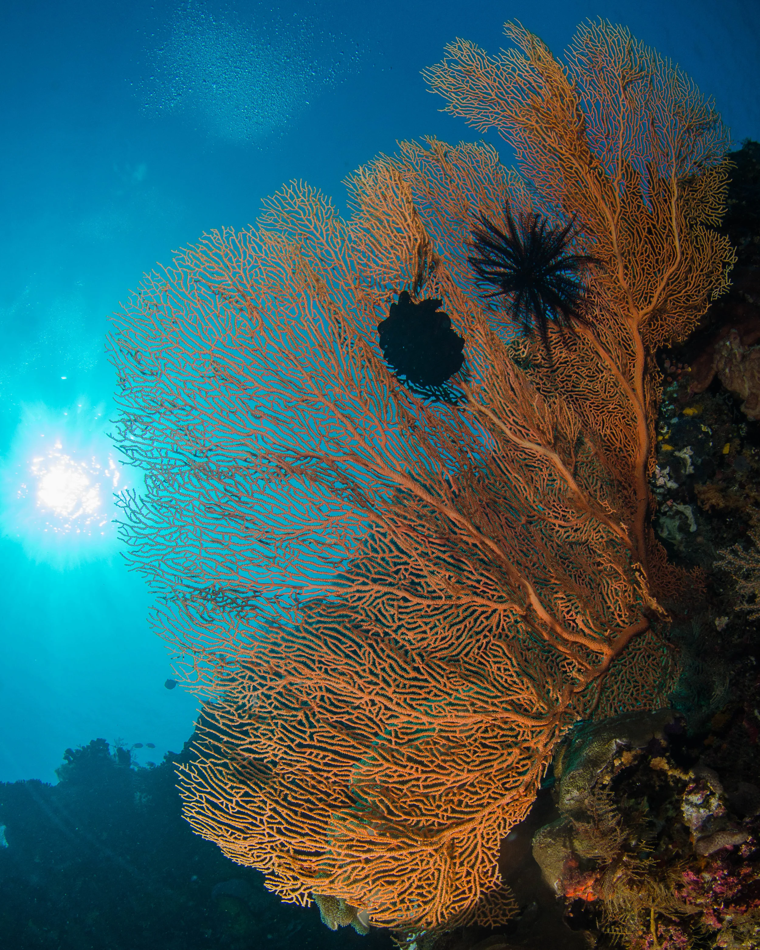 c orange soft coral 8.jpg