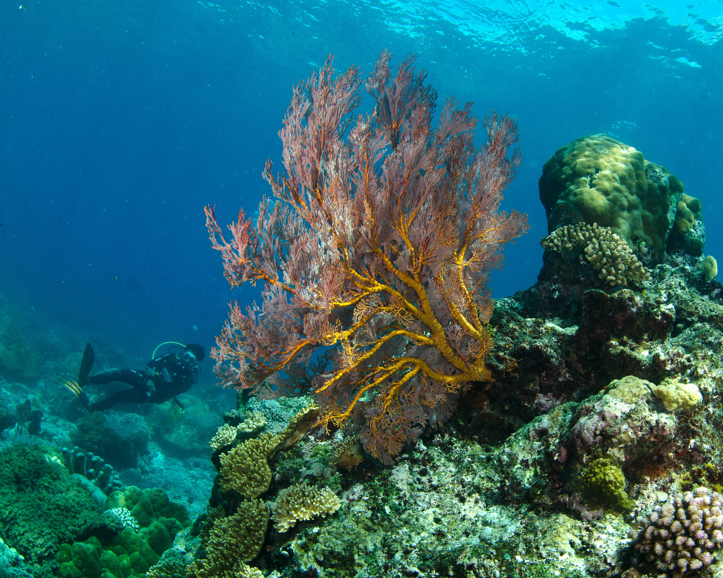 c orange soft coral 9.jpg