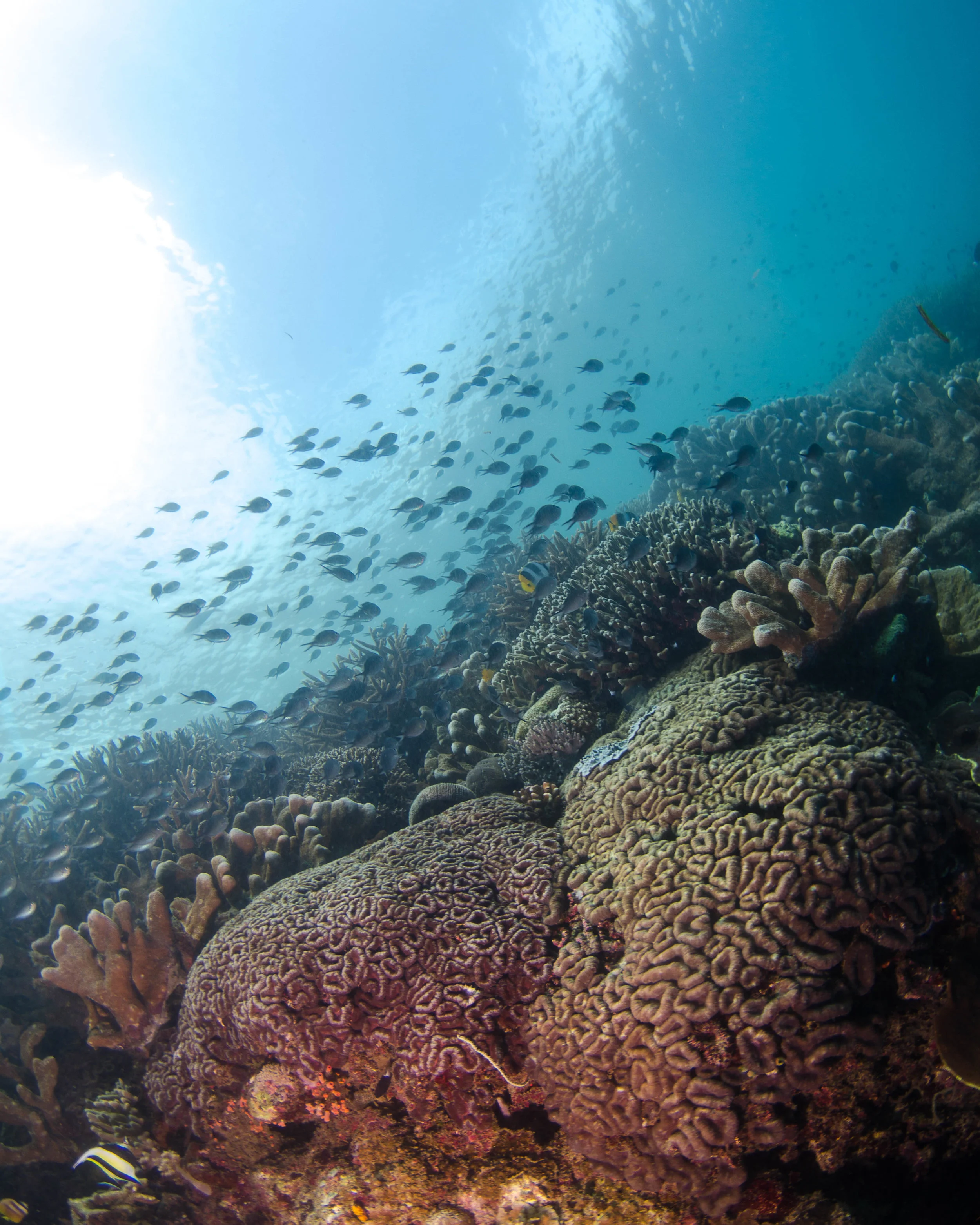 c reef 2.jpg