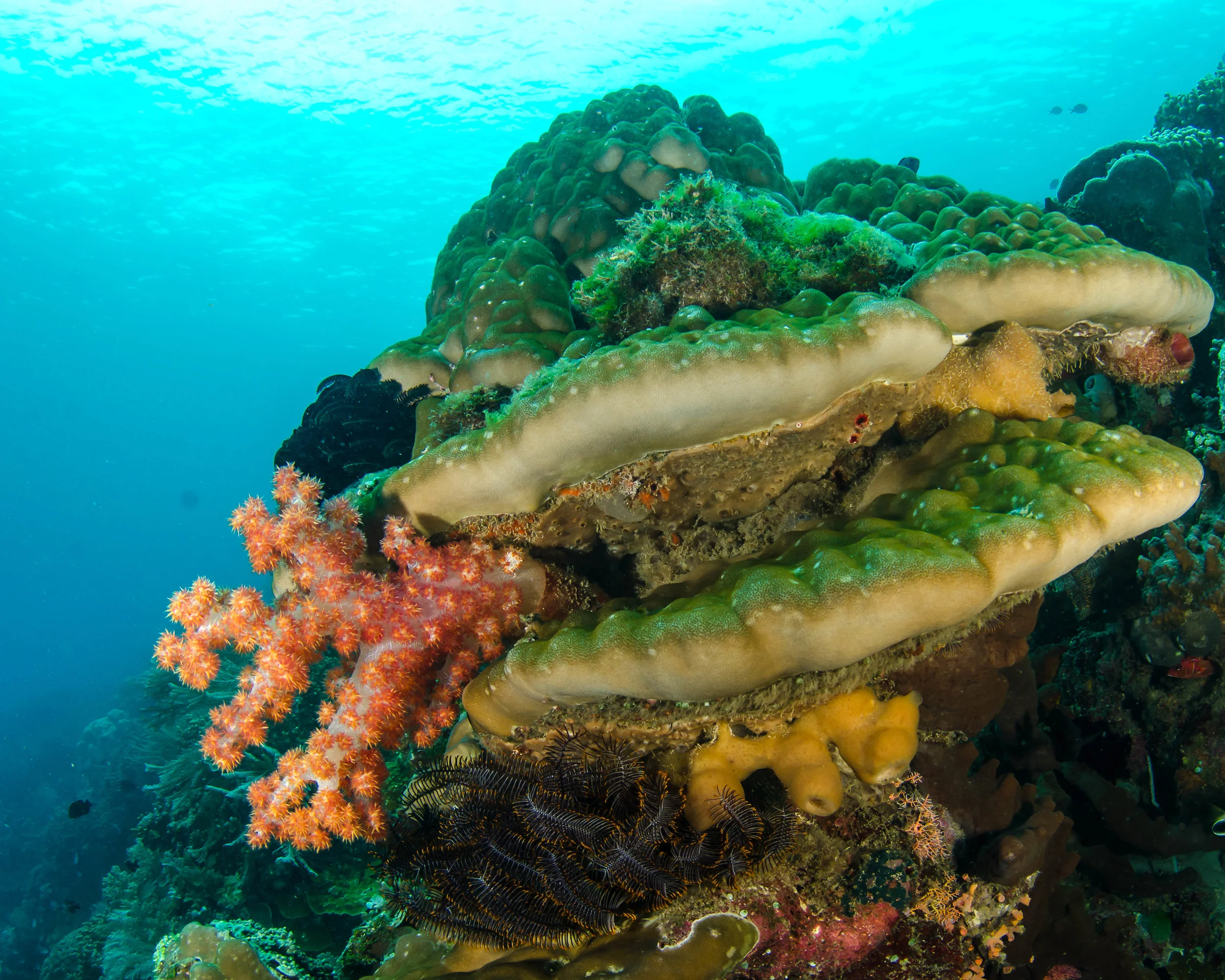 c soft and hard coral.jpg