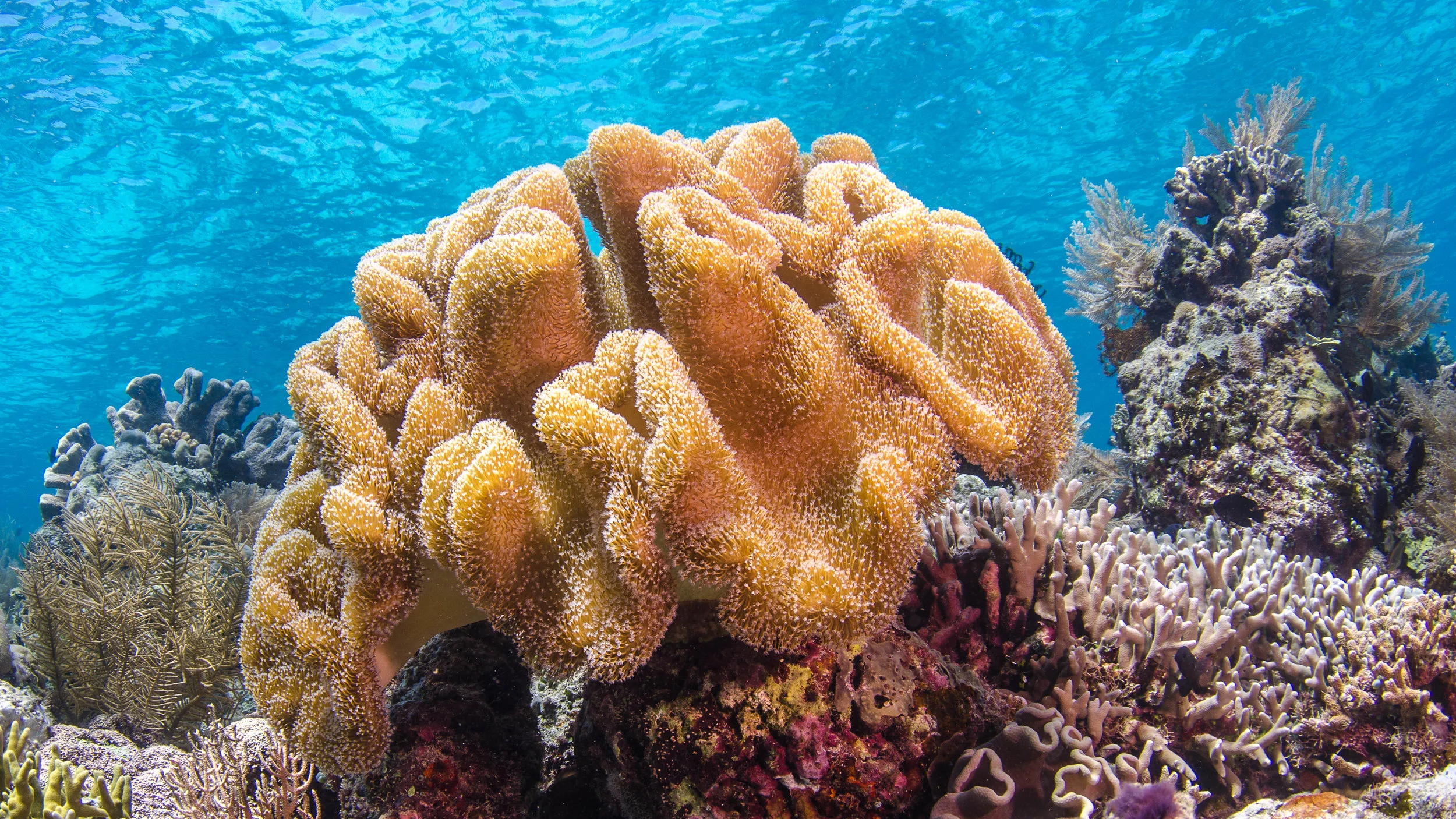 c soft coral 2.jpg