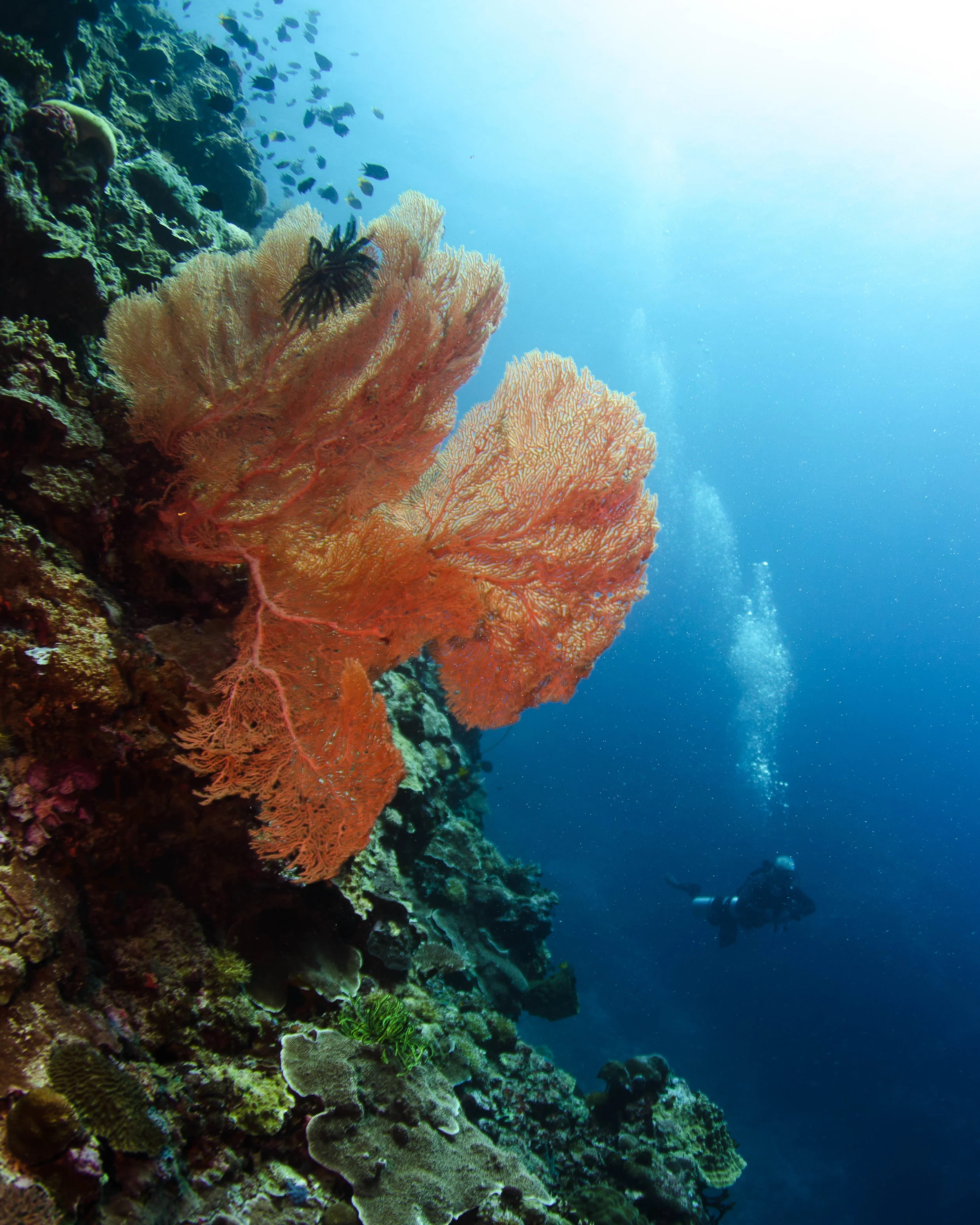 c soft coral and diver 2.jpg