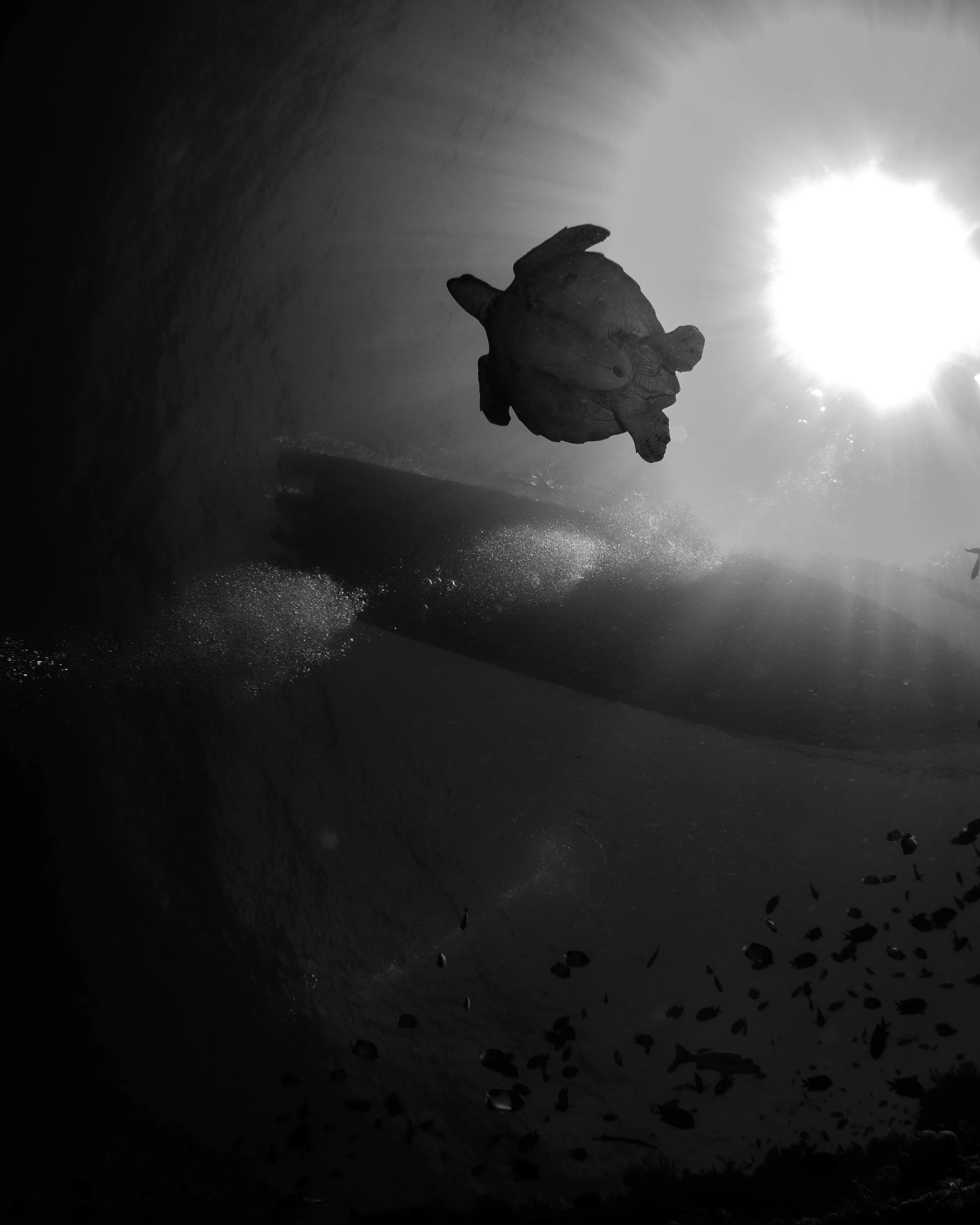 c turtle and boat b & w.jpg