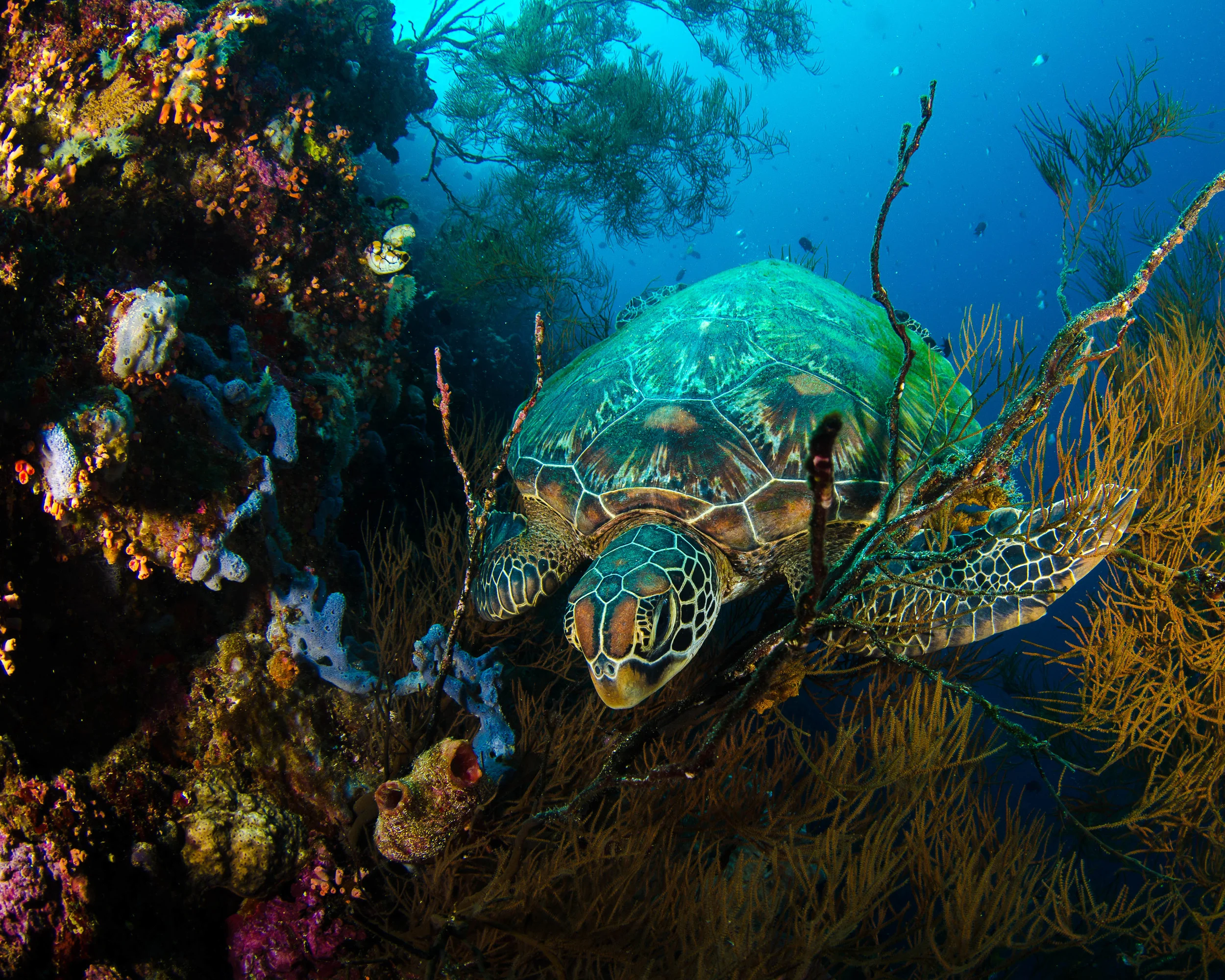c turtle in soft coral 1.jpg