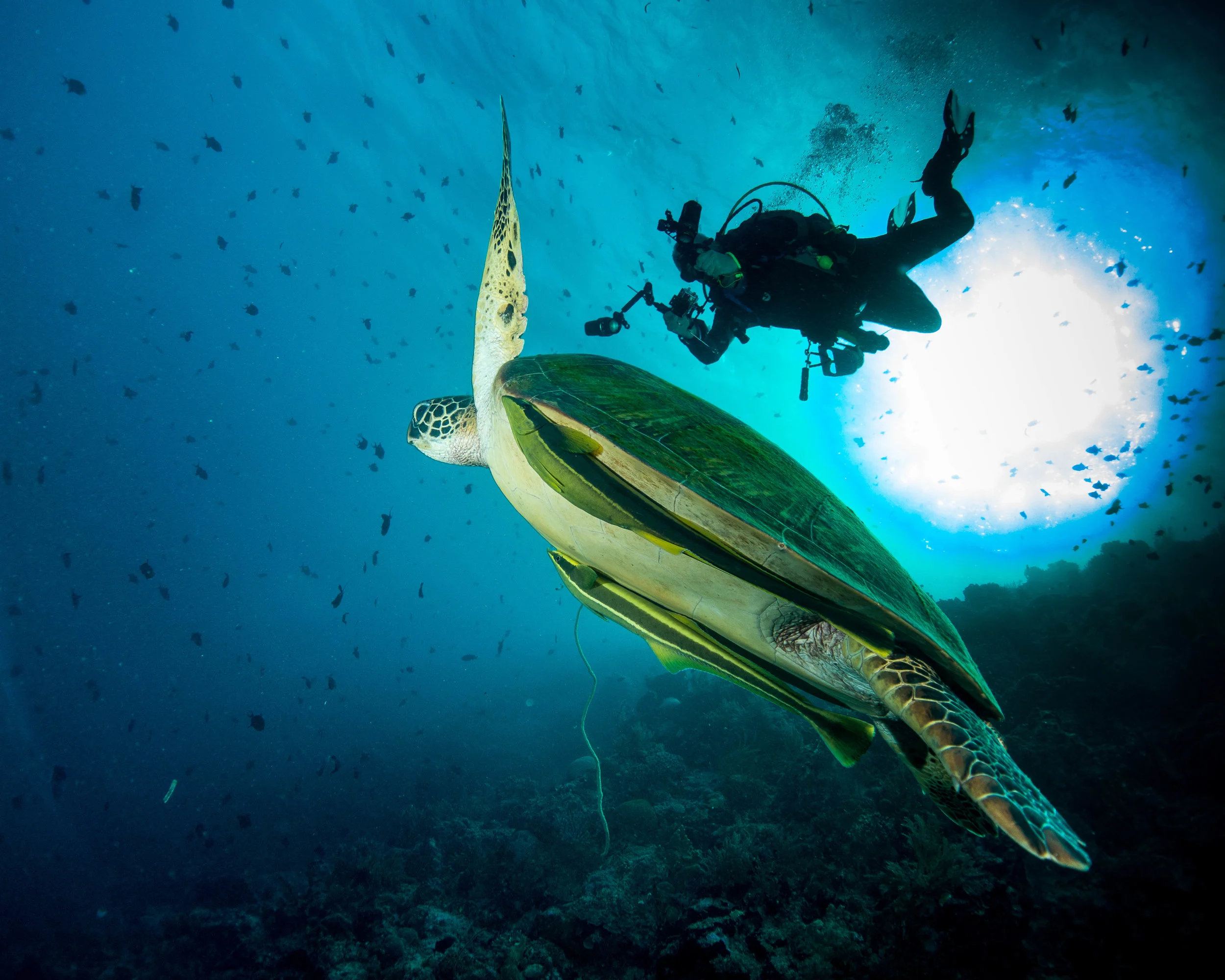 c turtle with photographer.jpg