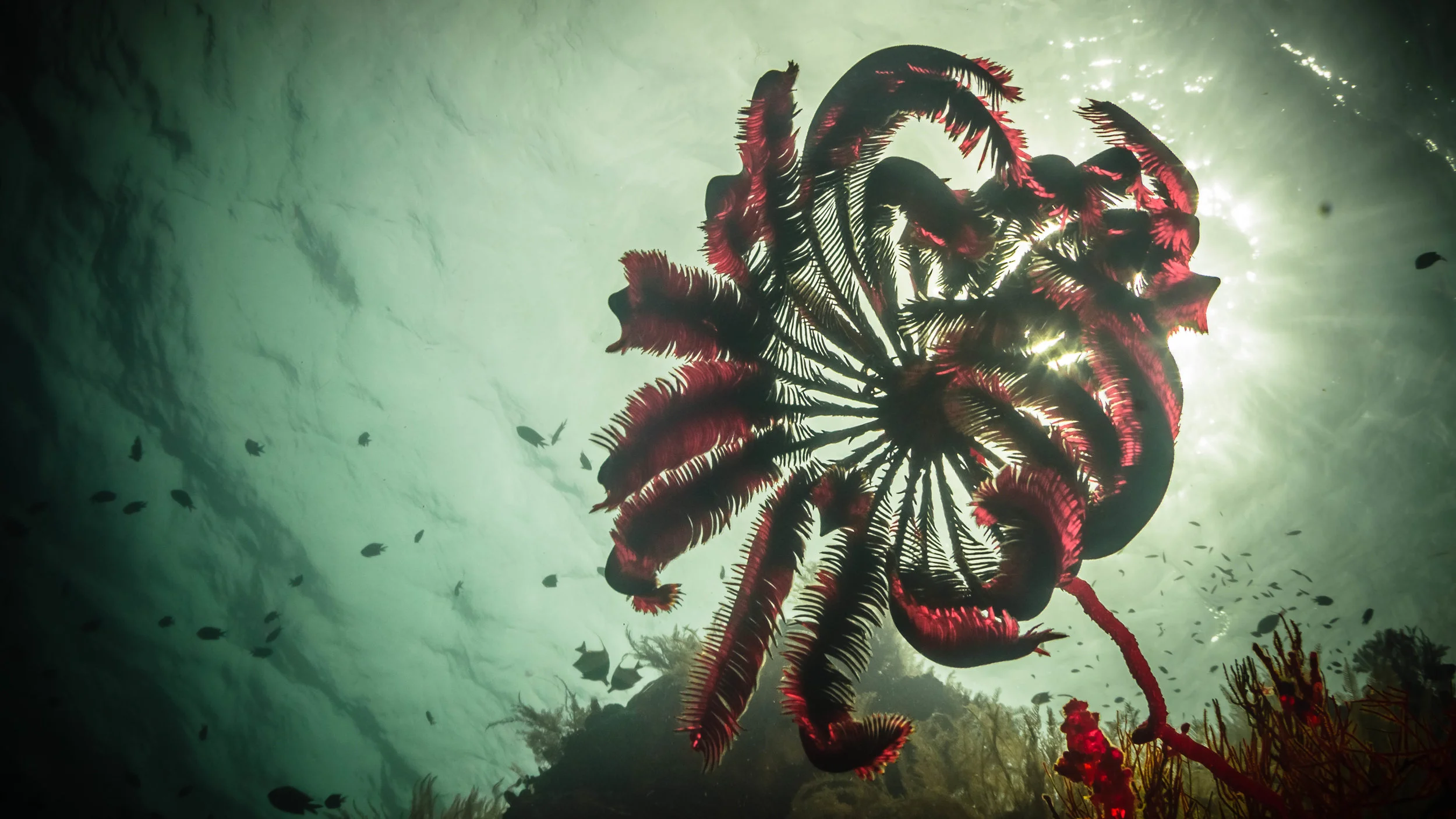 c under red crinoid 1.jpg