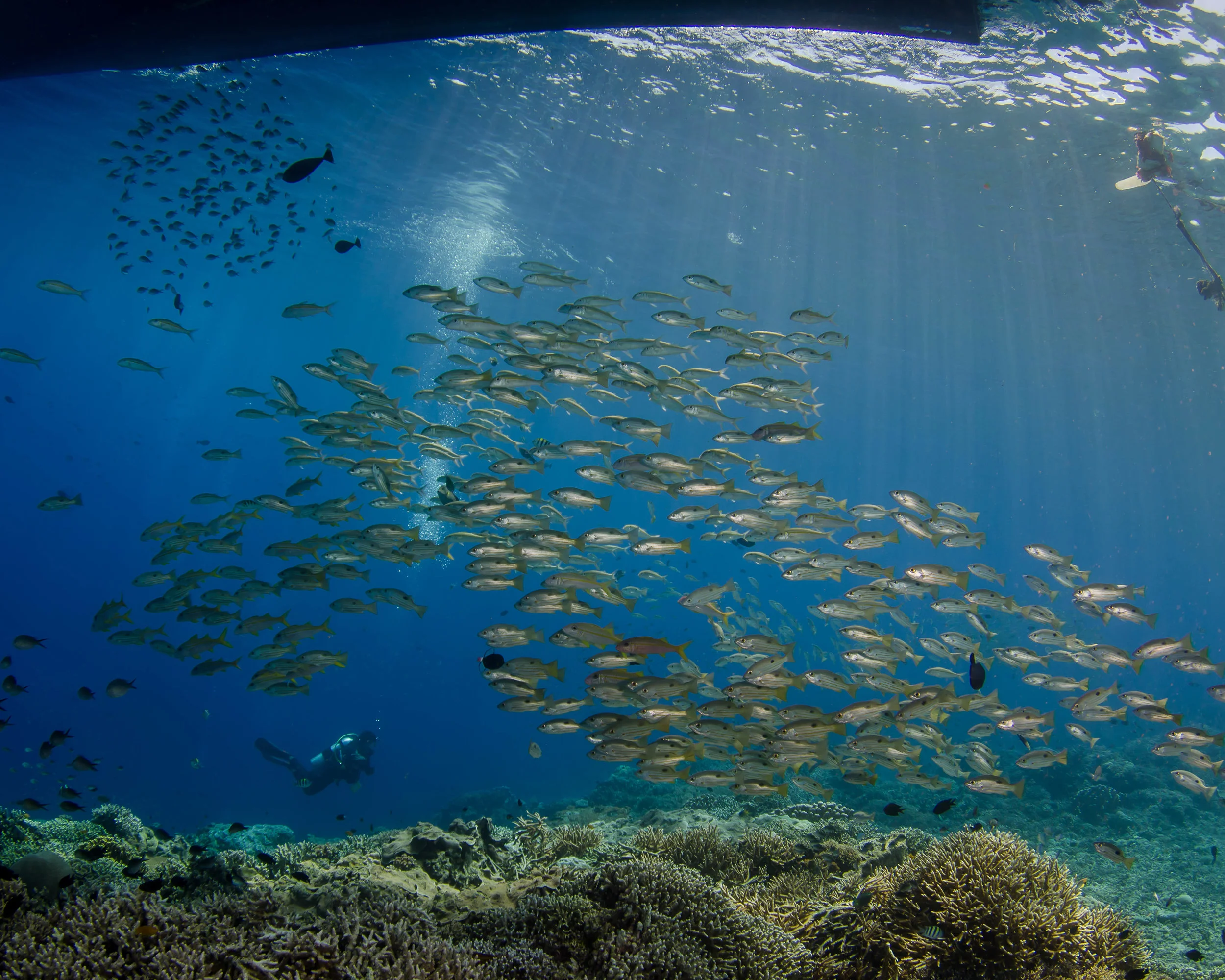 c yellow schooling fish 2.jpg