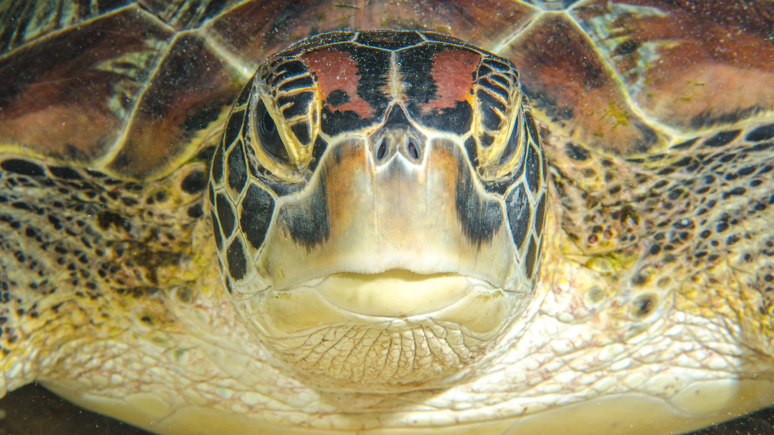 m turtle face 1.jpg