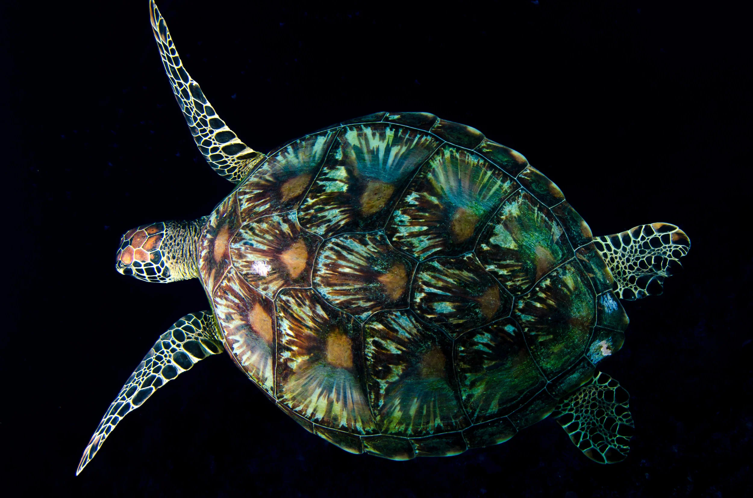 m turtle top 3.jpg