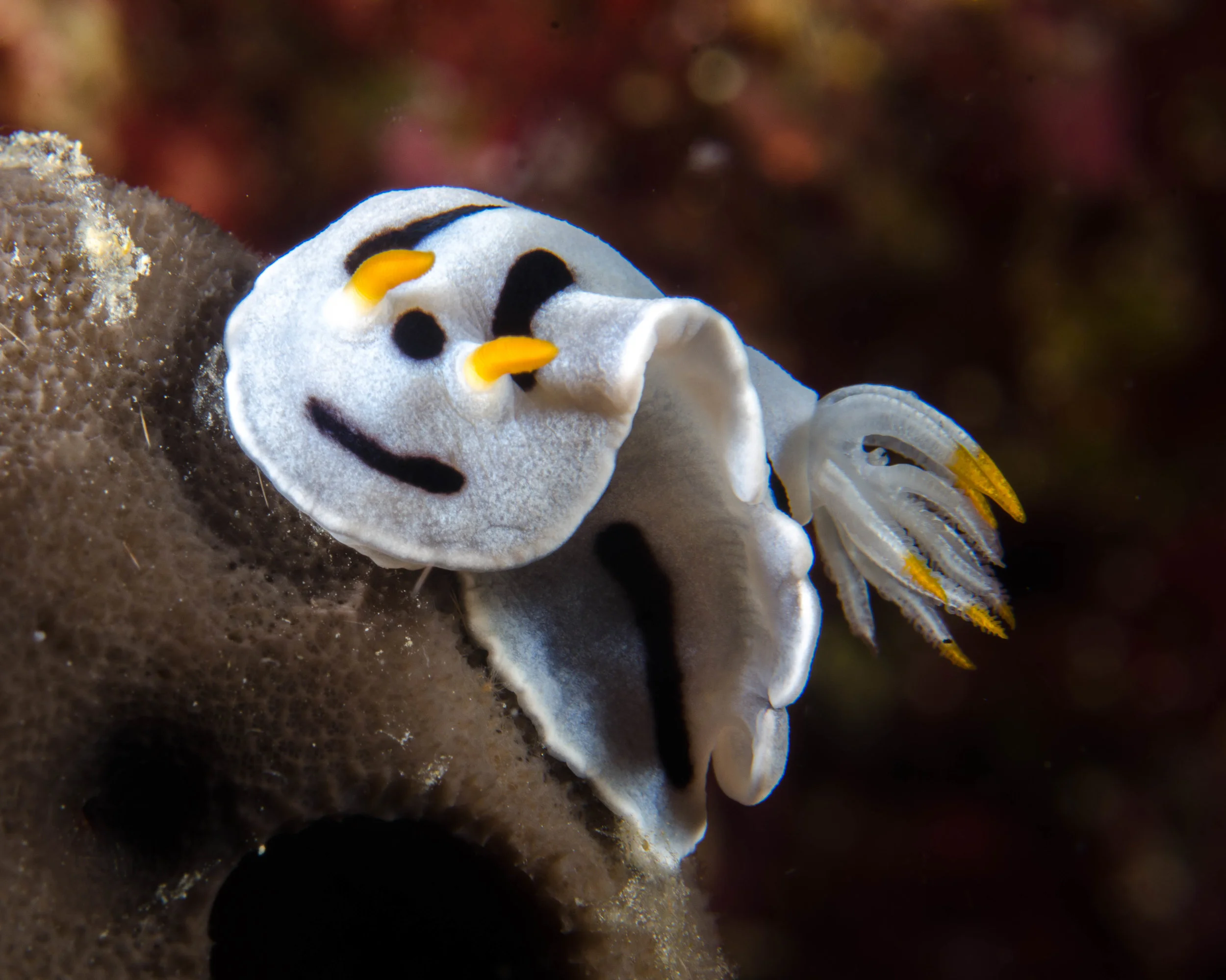 n Chromodoris dianae 1.jpg
