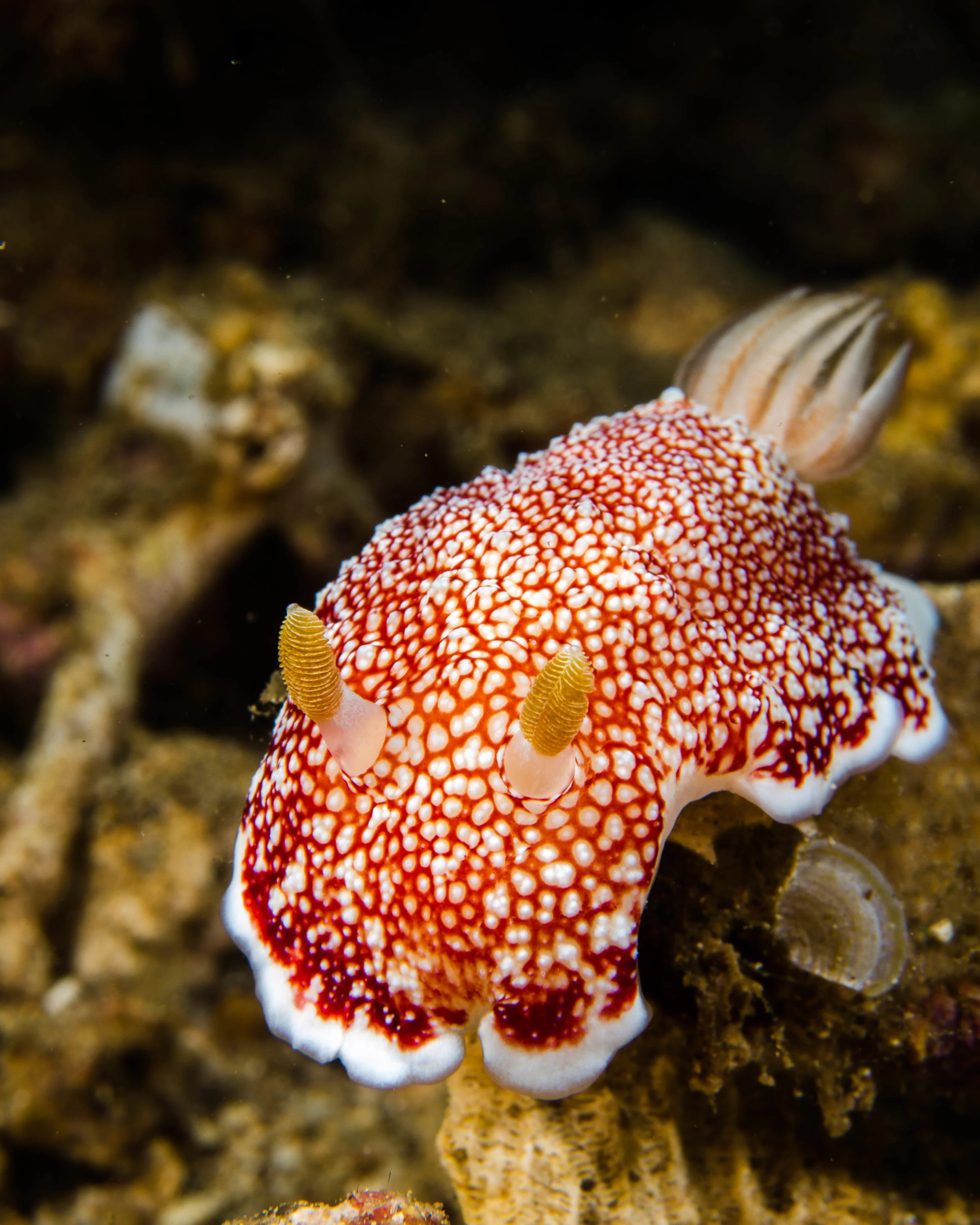 n chromodoris reticulata 2.jpg