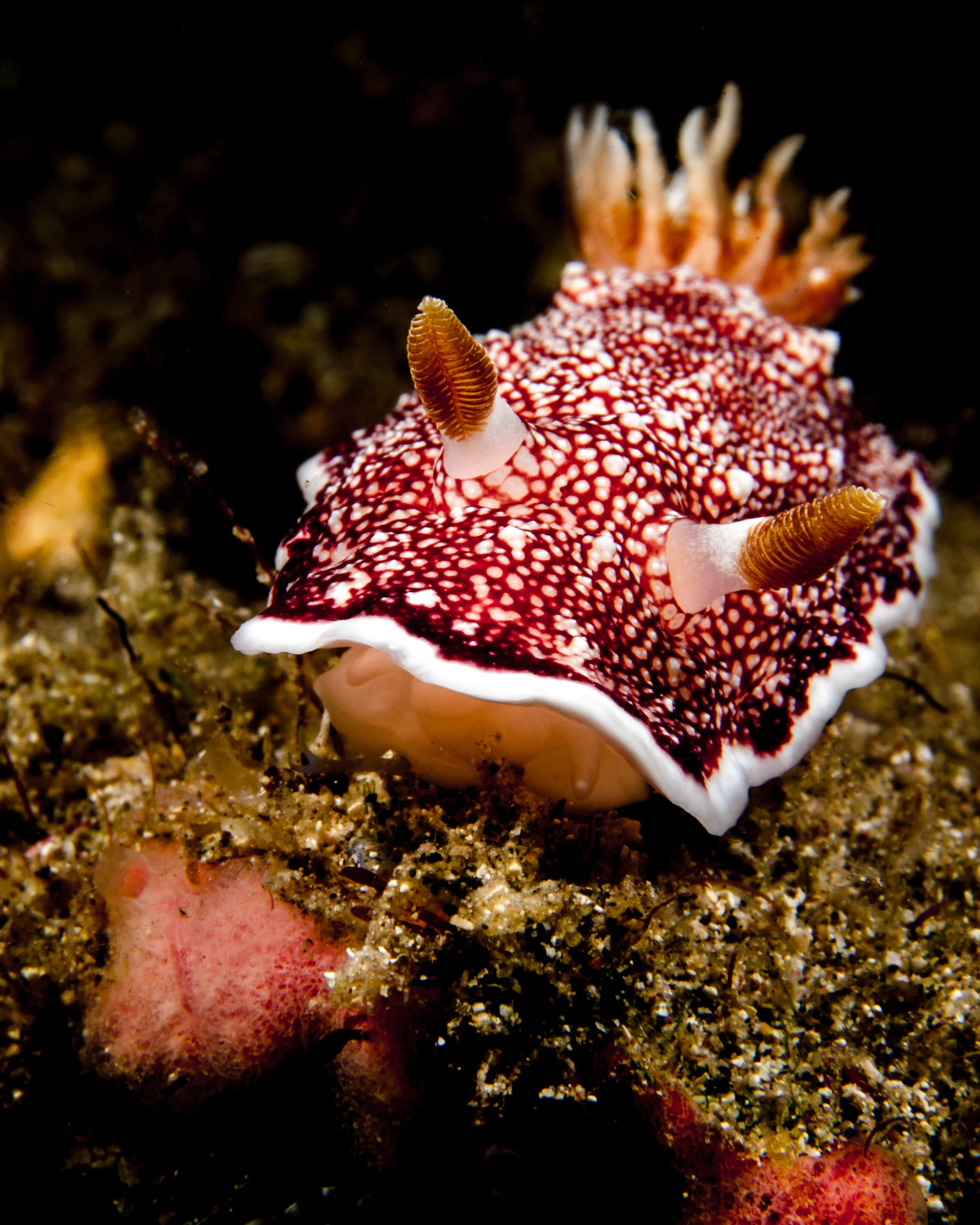 n chromodoris reticulata 1.jpg