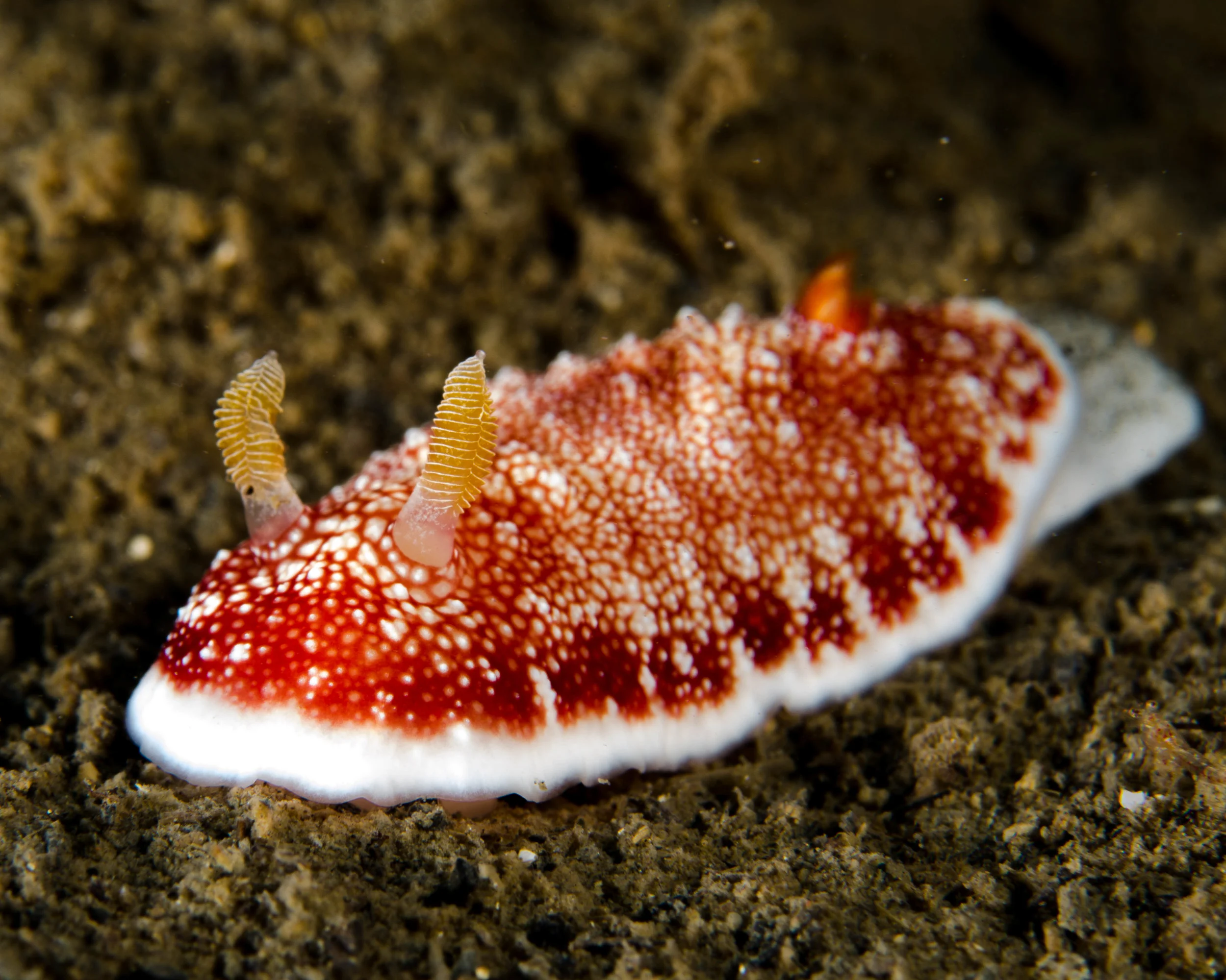n chromodoris reticulata 4.jpg