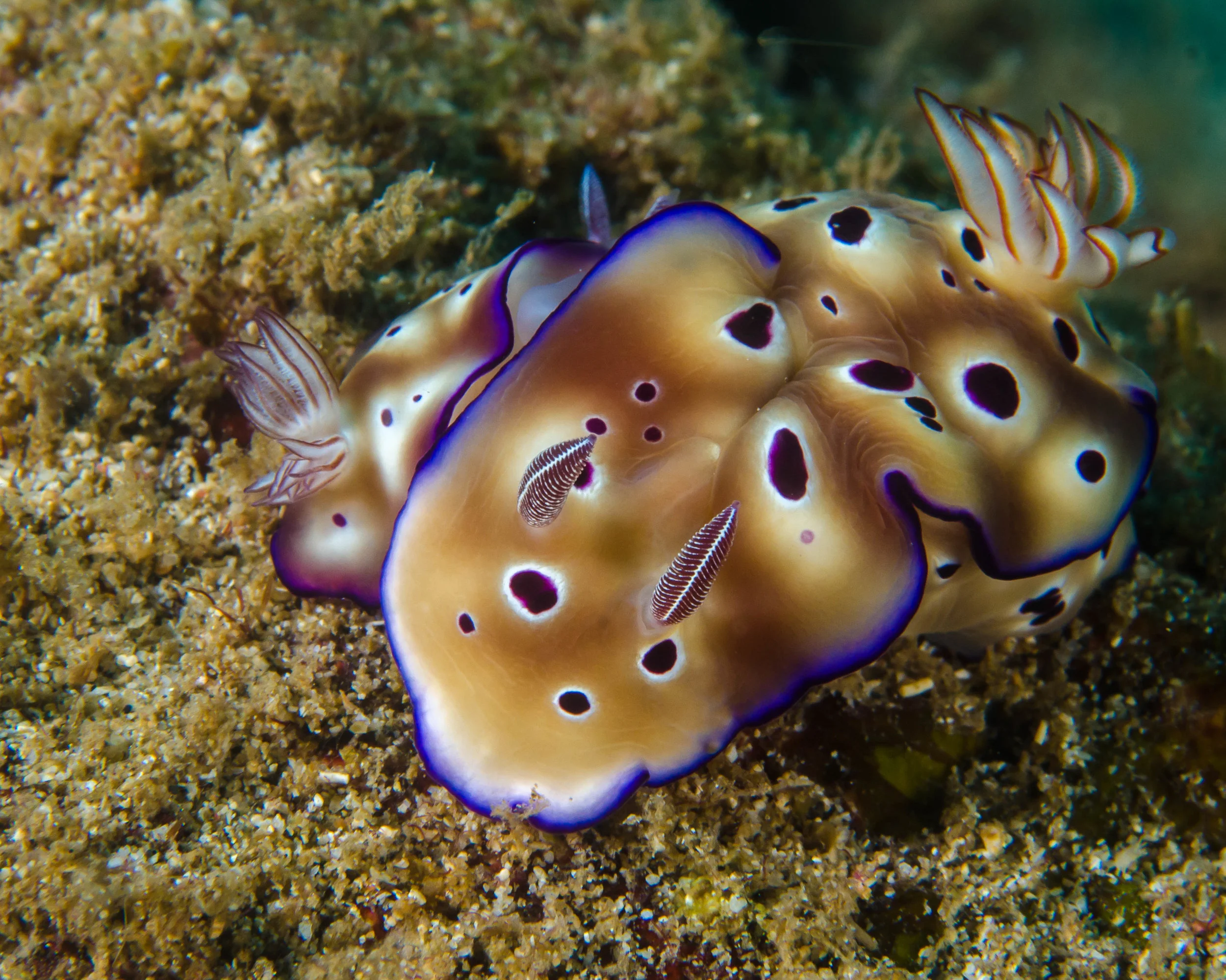 n Chromodoris risbecia tryoni 2.jpg