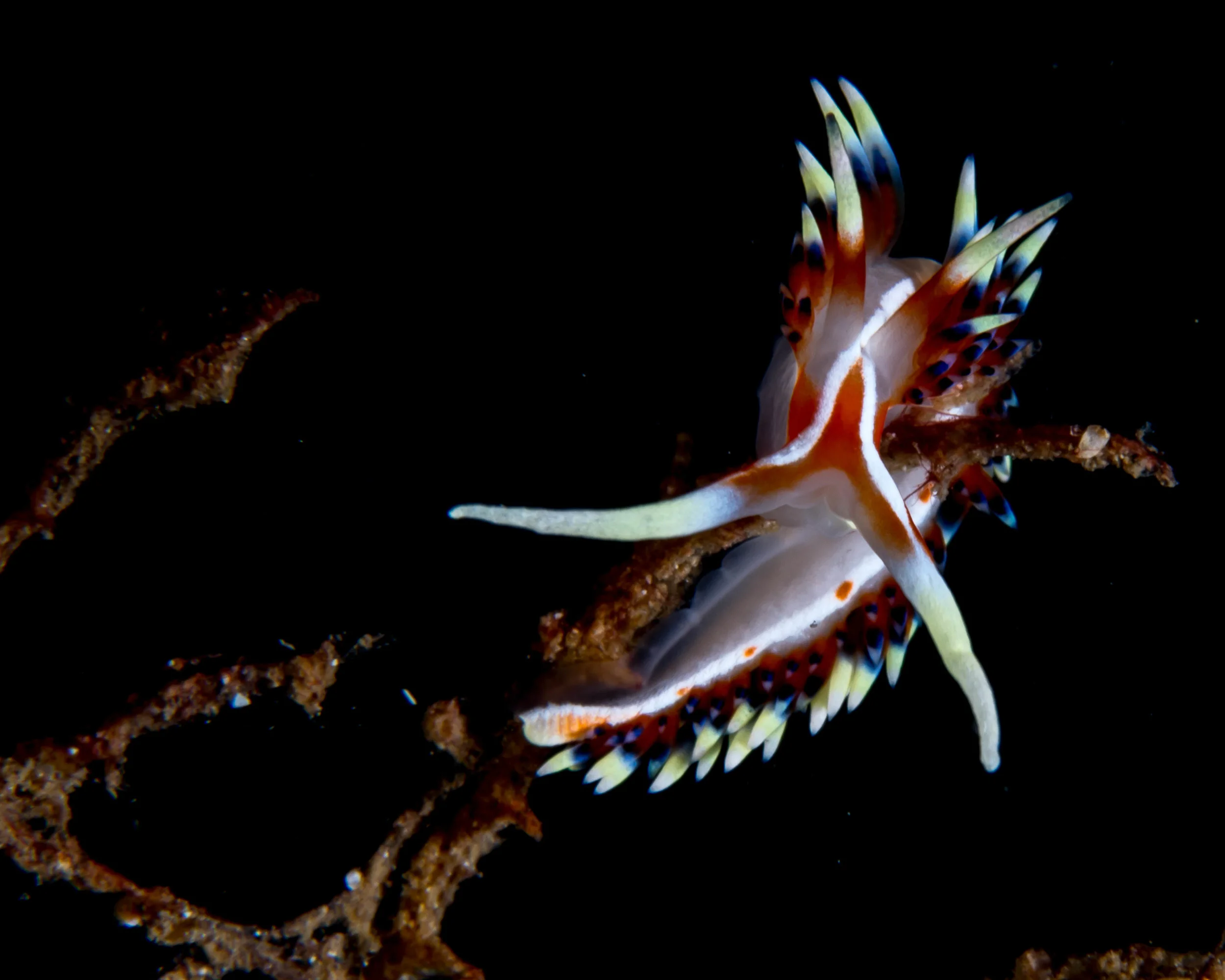 n Flabellina exoptata 2.jpg