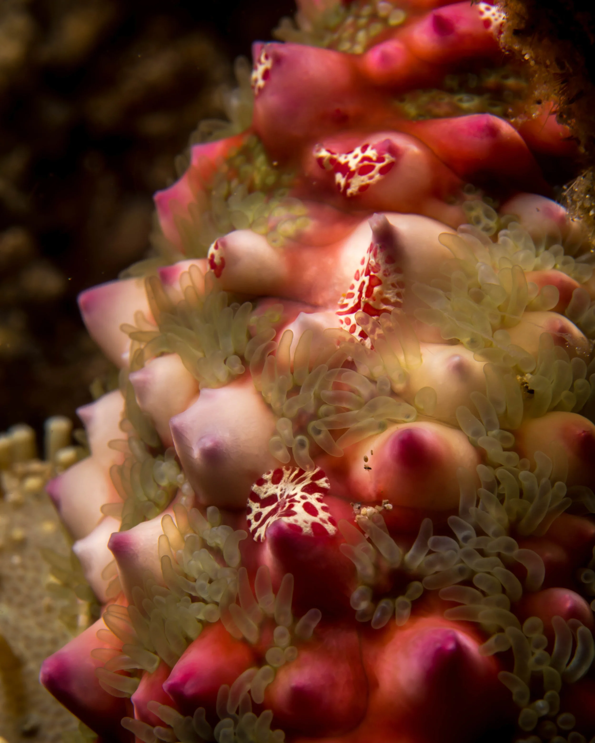 n flatworms on starfish 1.jpg
