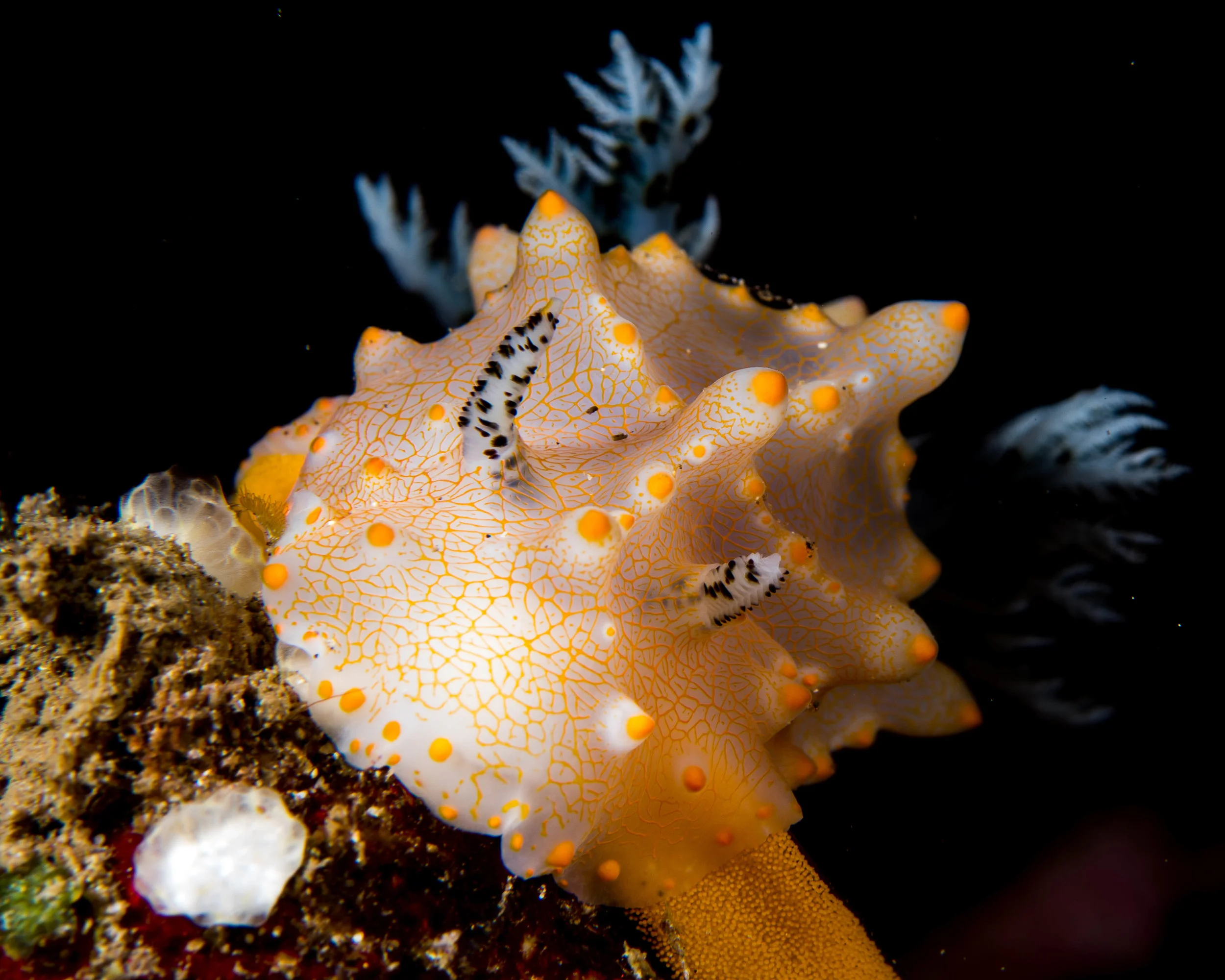 n Halgerda Nudibranch 2.jpg