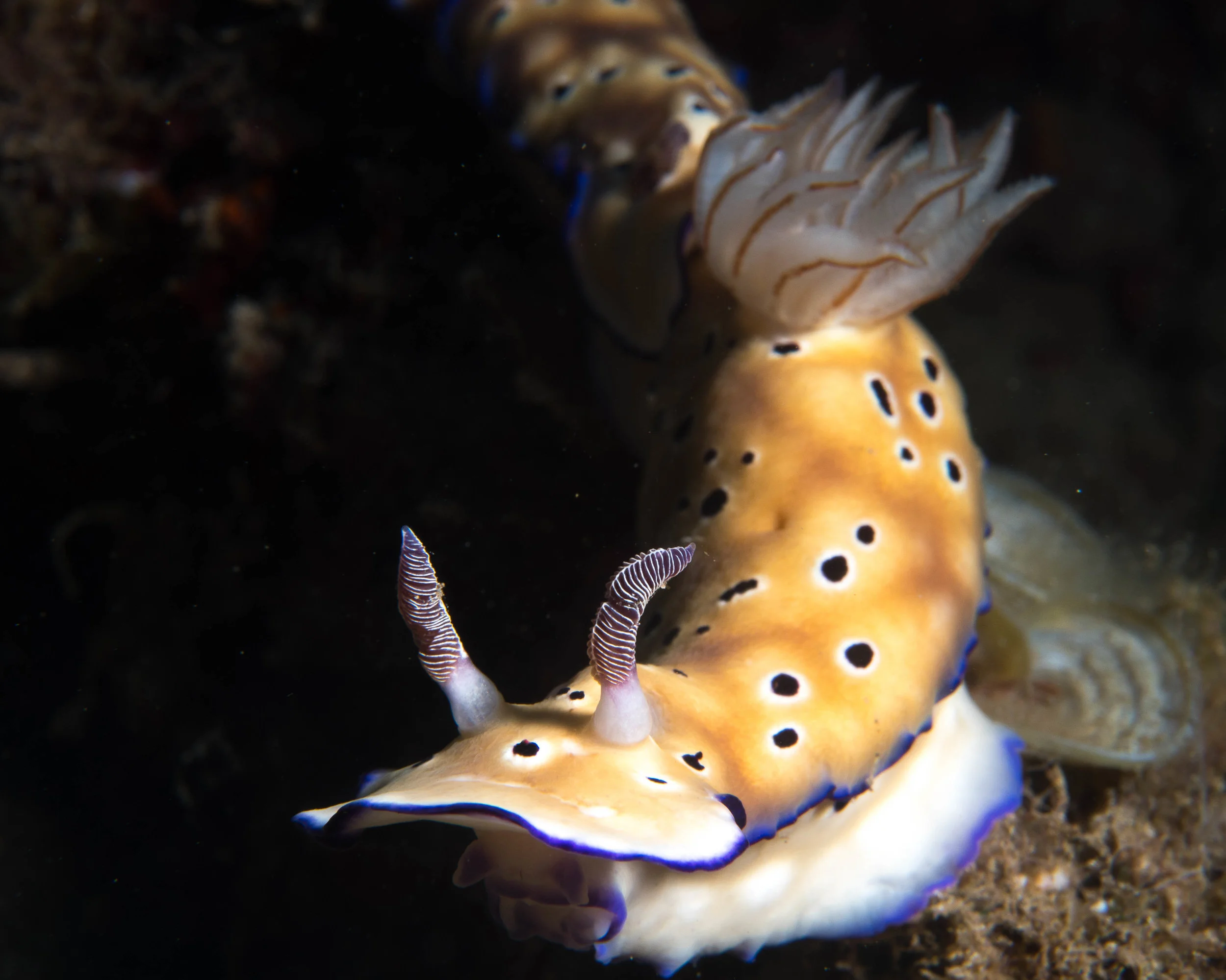 n Hypselodoris tryoni 2.jpg