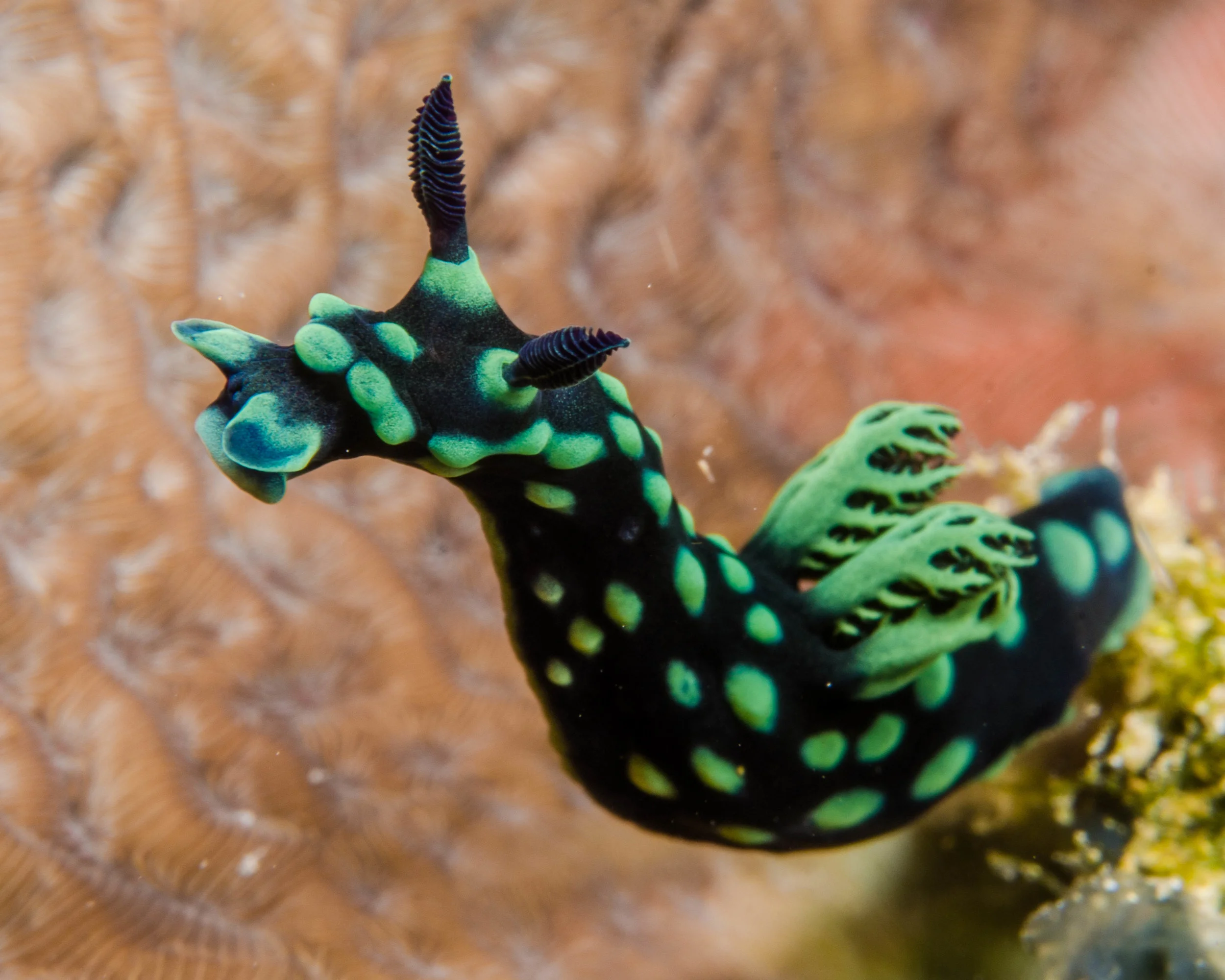 n Nembrotha cristata 1.jpg