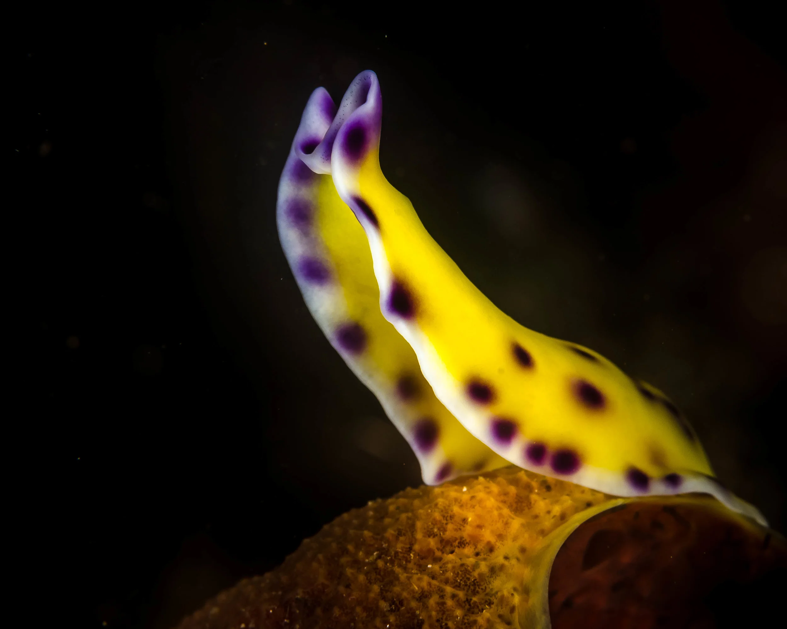 n Pseudoceros laingensis 1.jpg