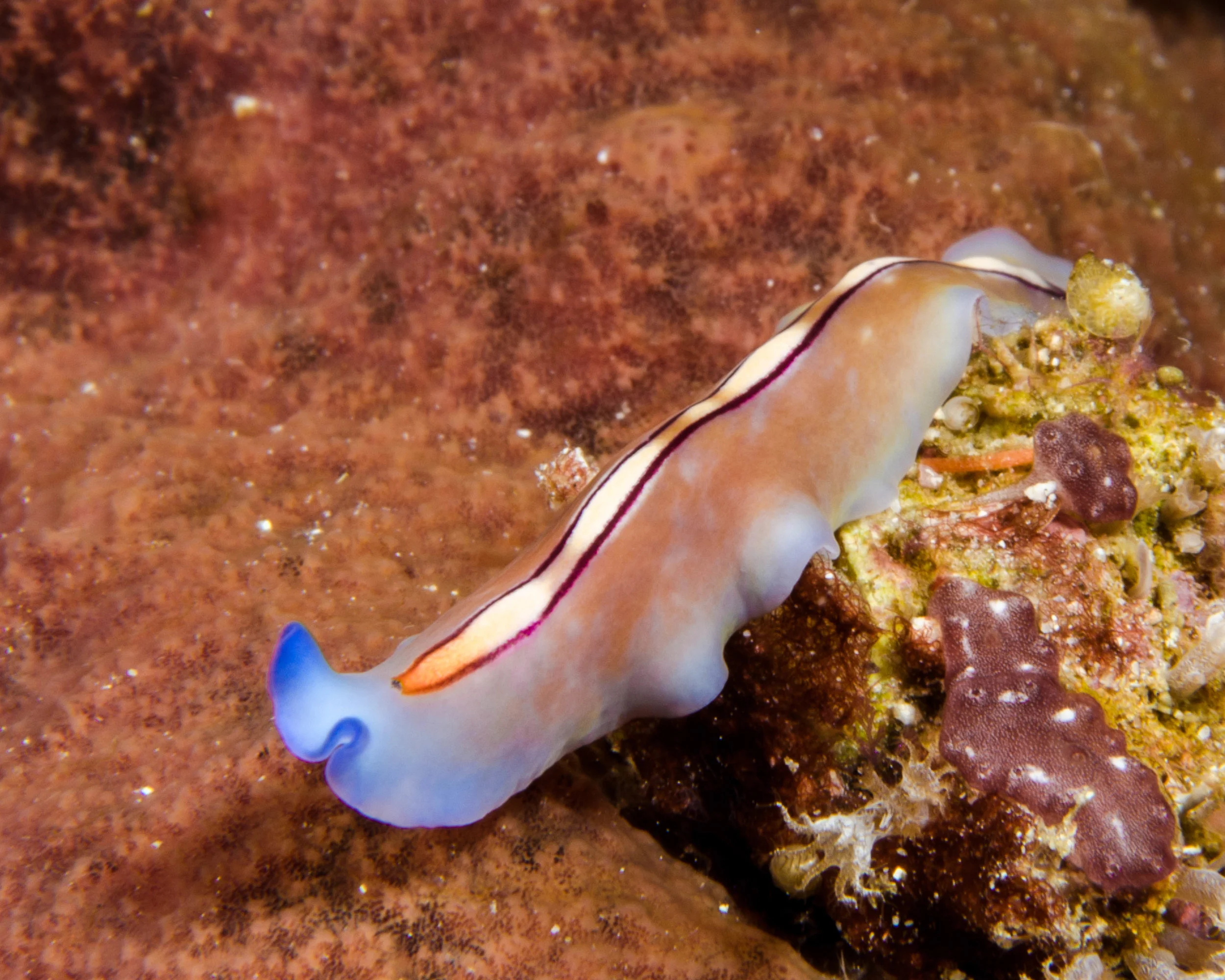 n Pseudoceros Bifurcus 1.jpg