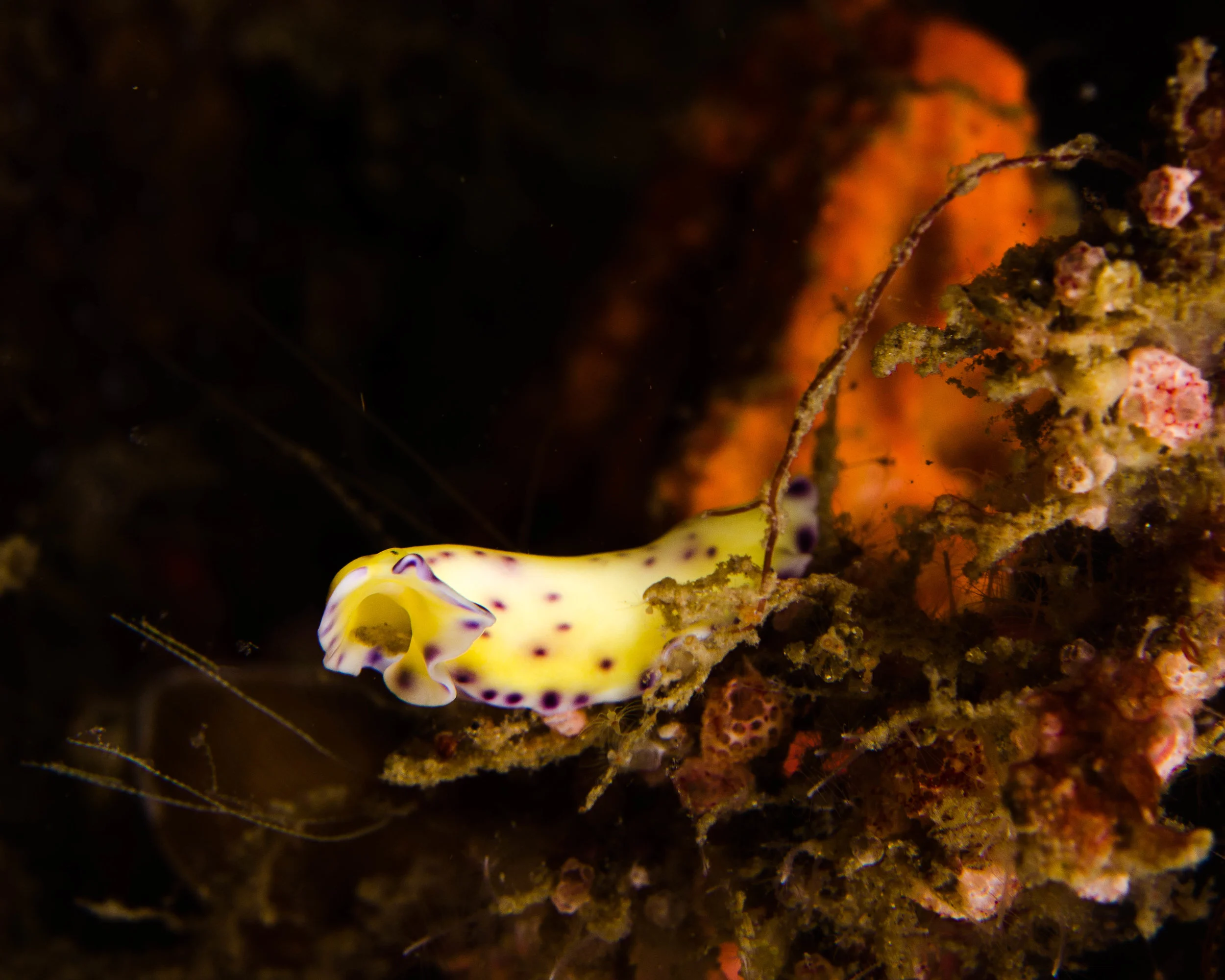 n Pseudoceros laingensis yellow spotted flat worm.jpg