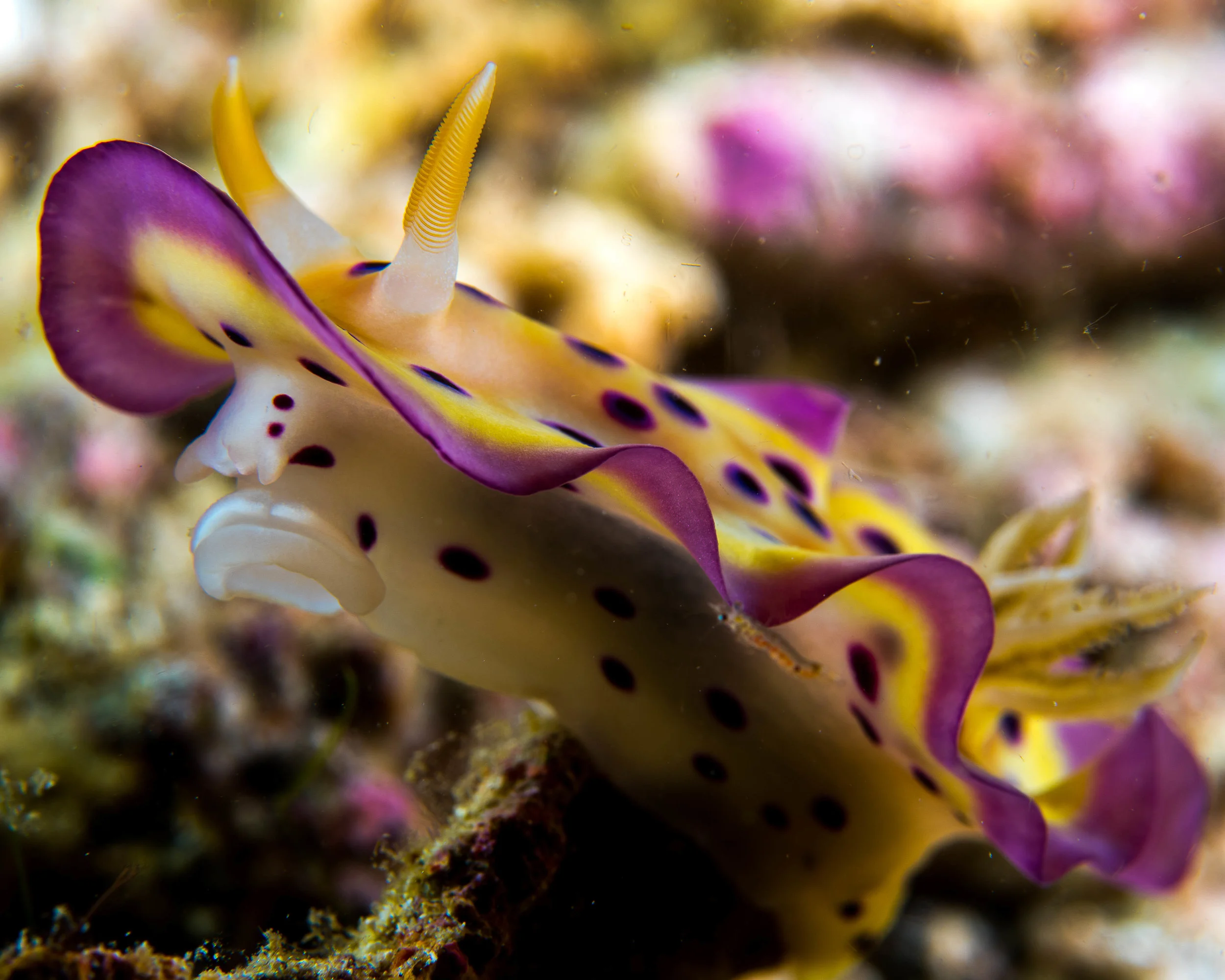 n purple skirt nudi.jpg