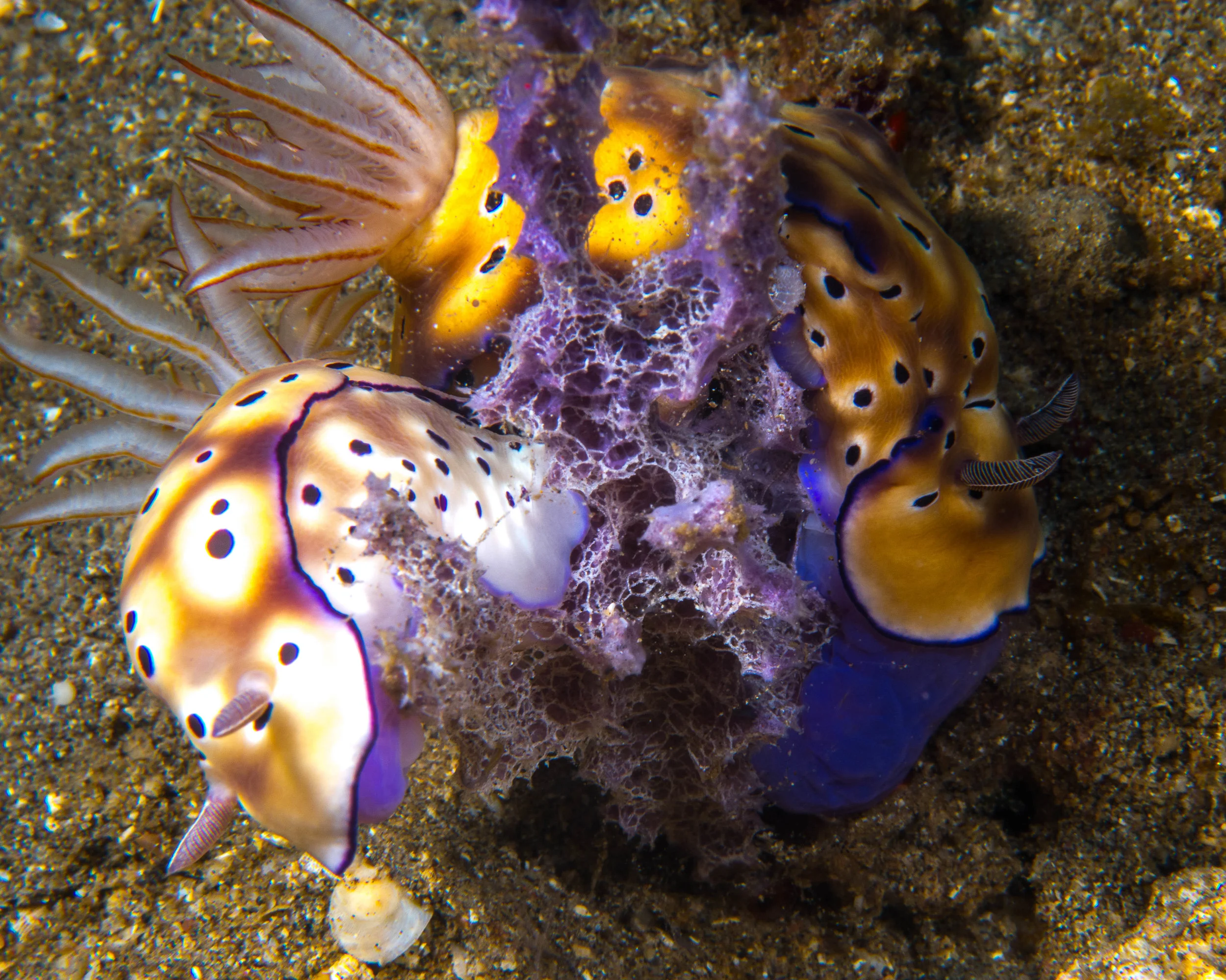 n Risbecia tryoni mating.jpg