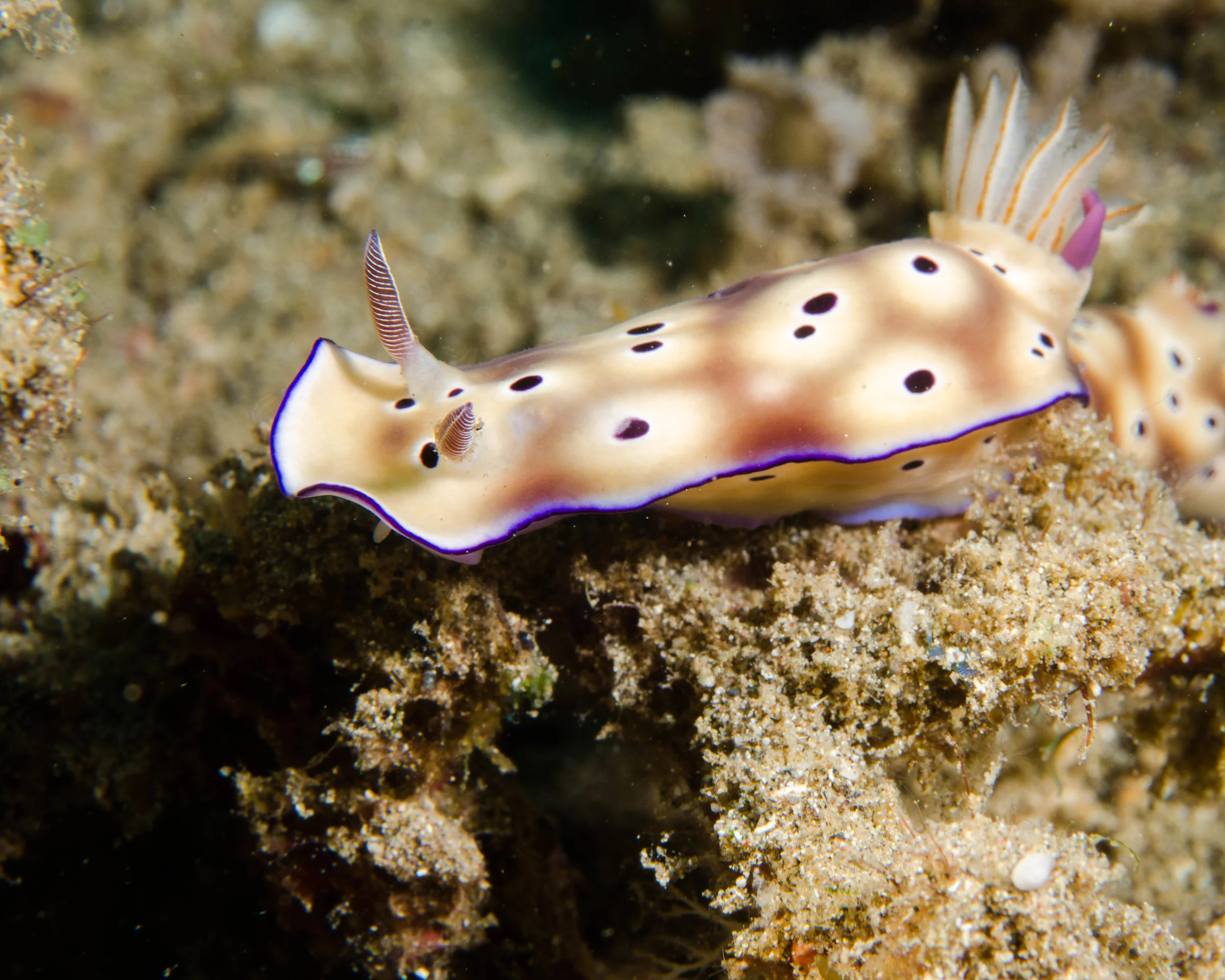 n Tryons Risbecia 2.jpg