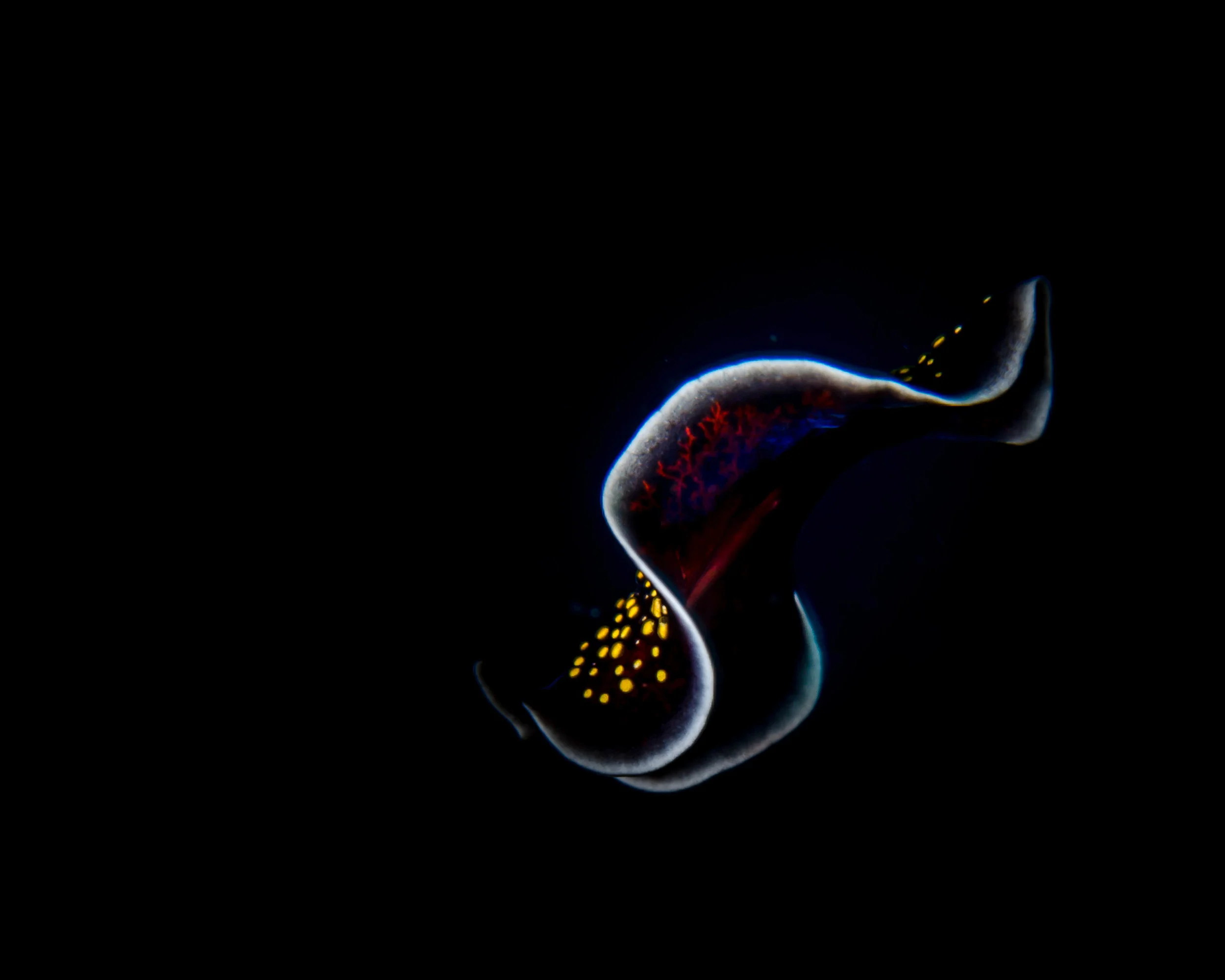 m+free+swimming+flatworm+1.jpg