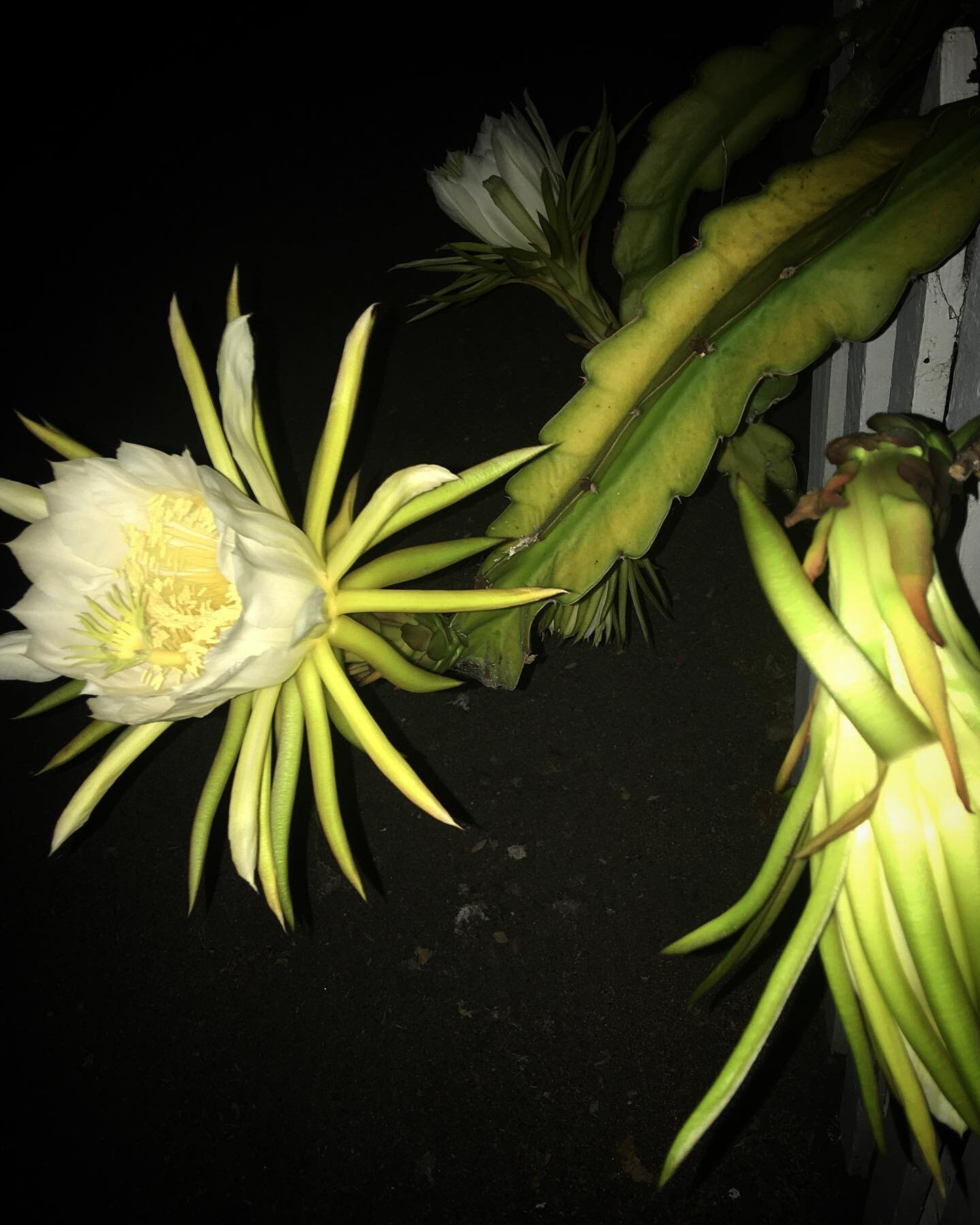 In our back alley, These amazing cactus flowers are growing and bloom only at night! They are called Cereus, The bloom will only open at night for a couple of weeks a year and is pollinated by a moth. The Cereus flower is a large white flower borne o