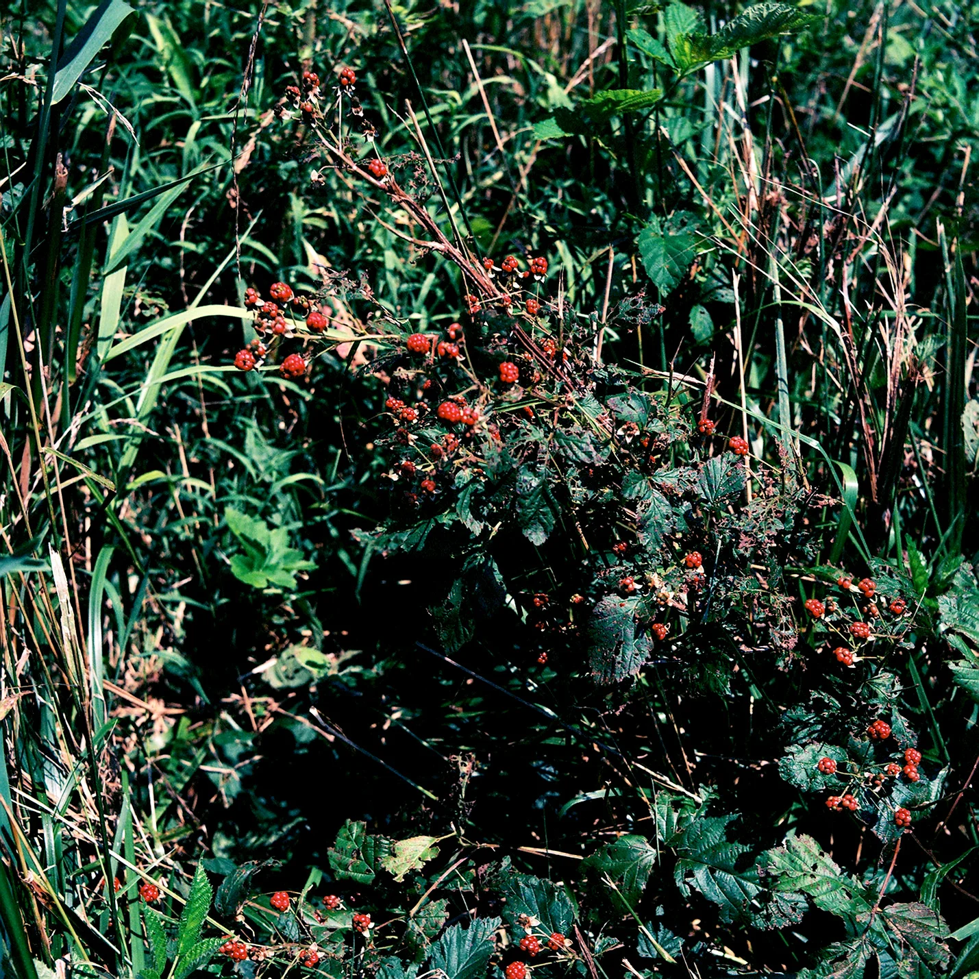 Wild raspberry