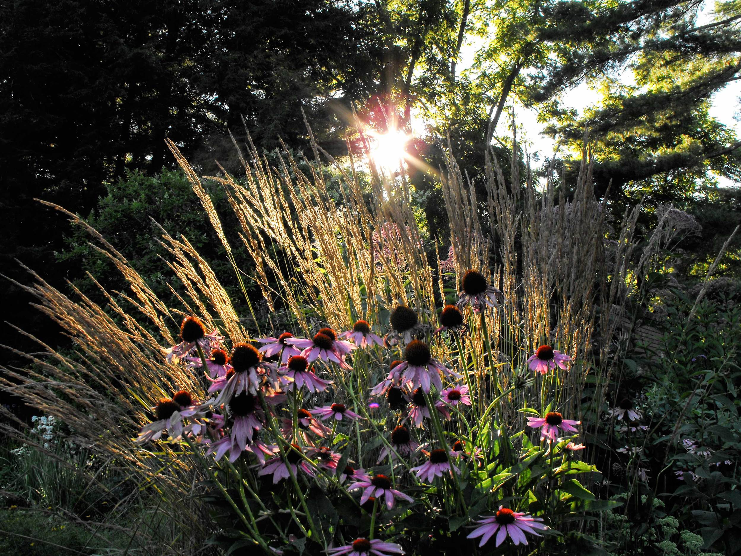 Back-lit-Garden.jpg