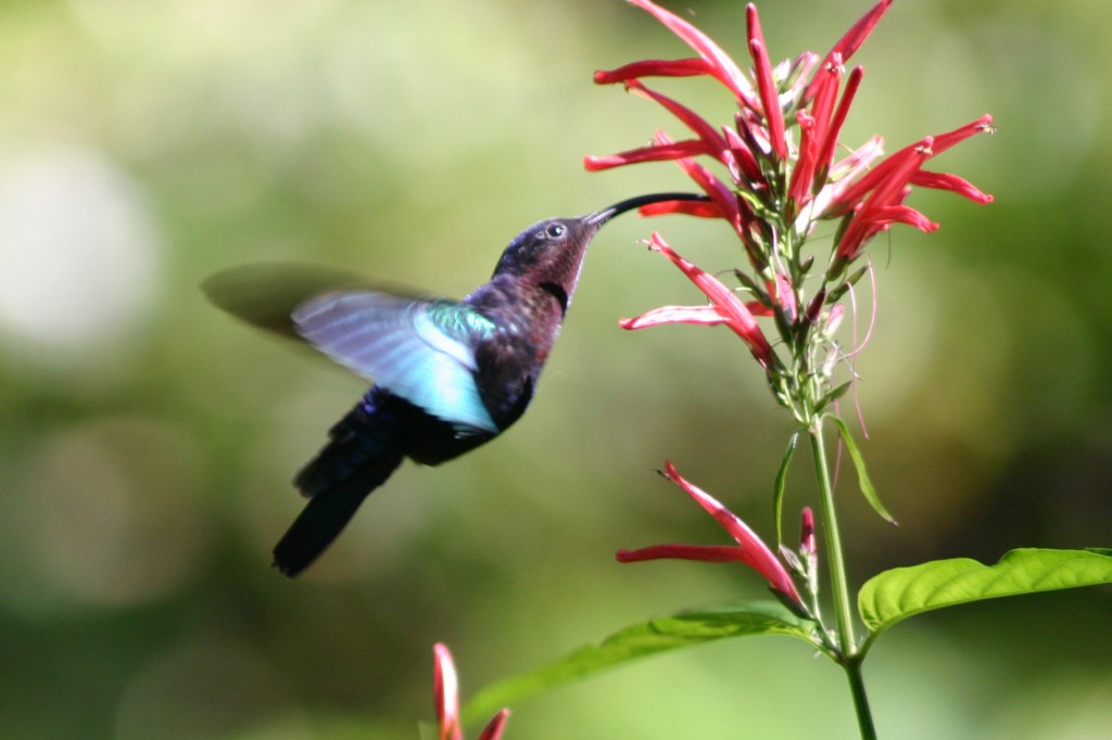 hummingbird2-1024x682.jpg