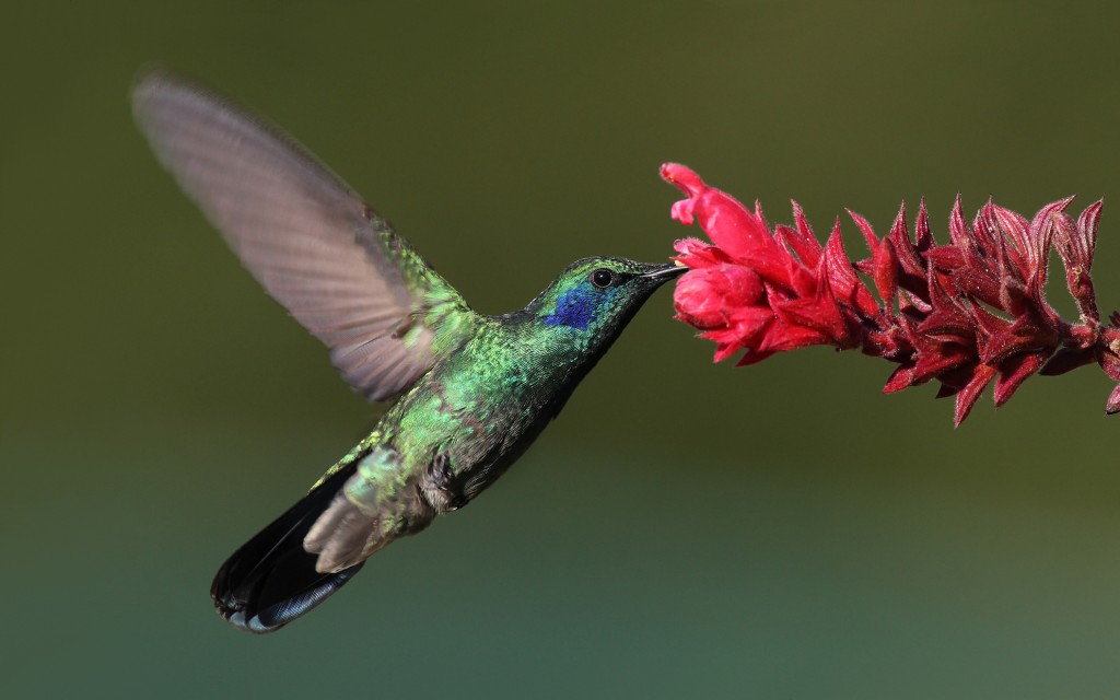 hummingbird-1024x640.jpg