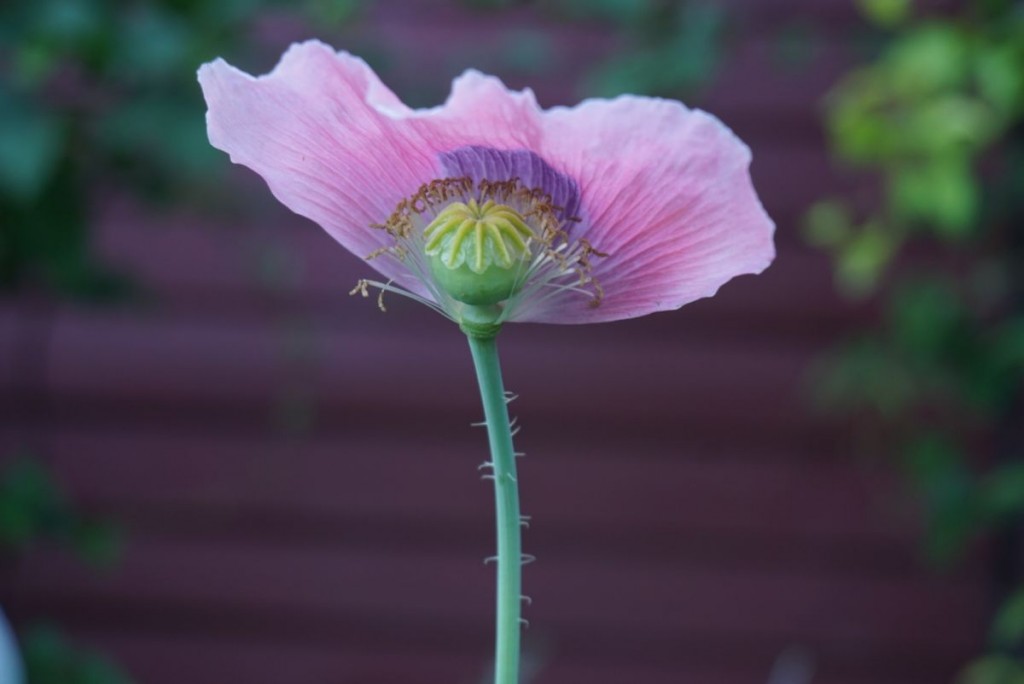 Last-poppy-IMG_2540-1024x684.jpg