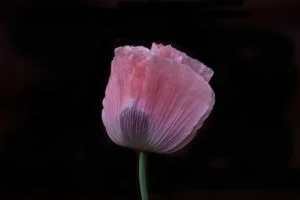 Poppy-Black-Background-1030-300x200.jpg