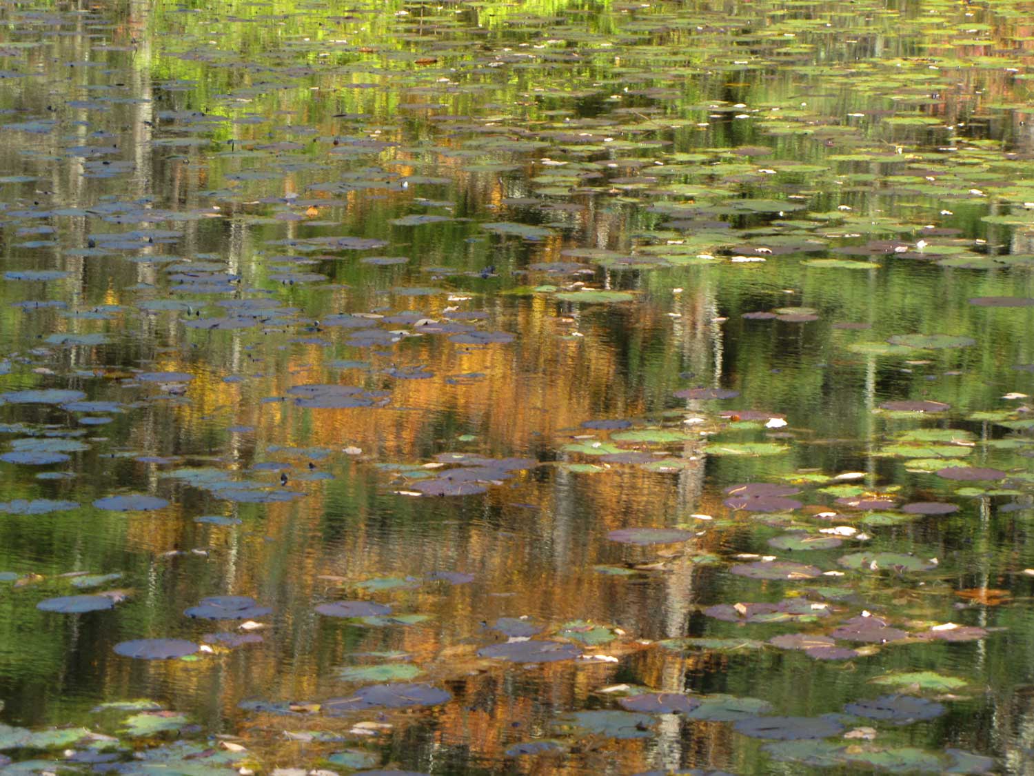 IPomd-reflectionMG_8152.jpg
