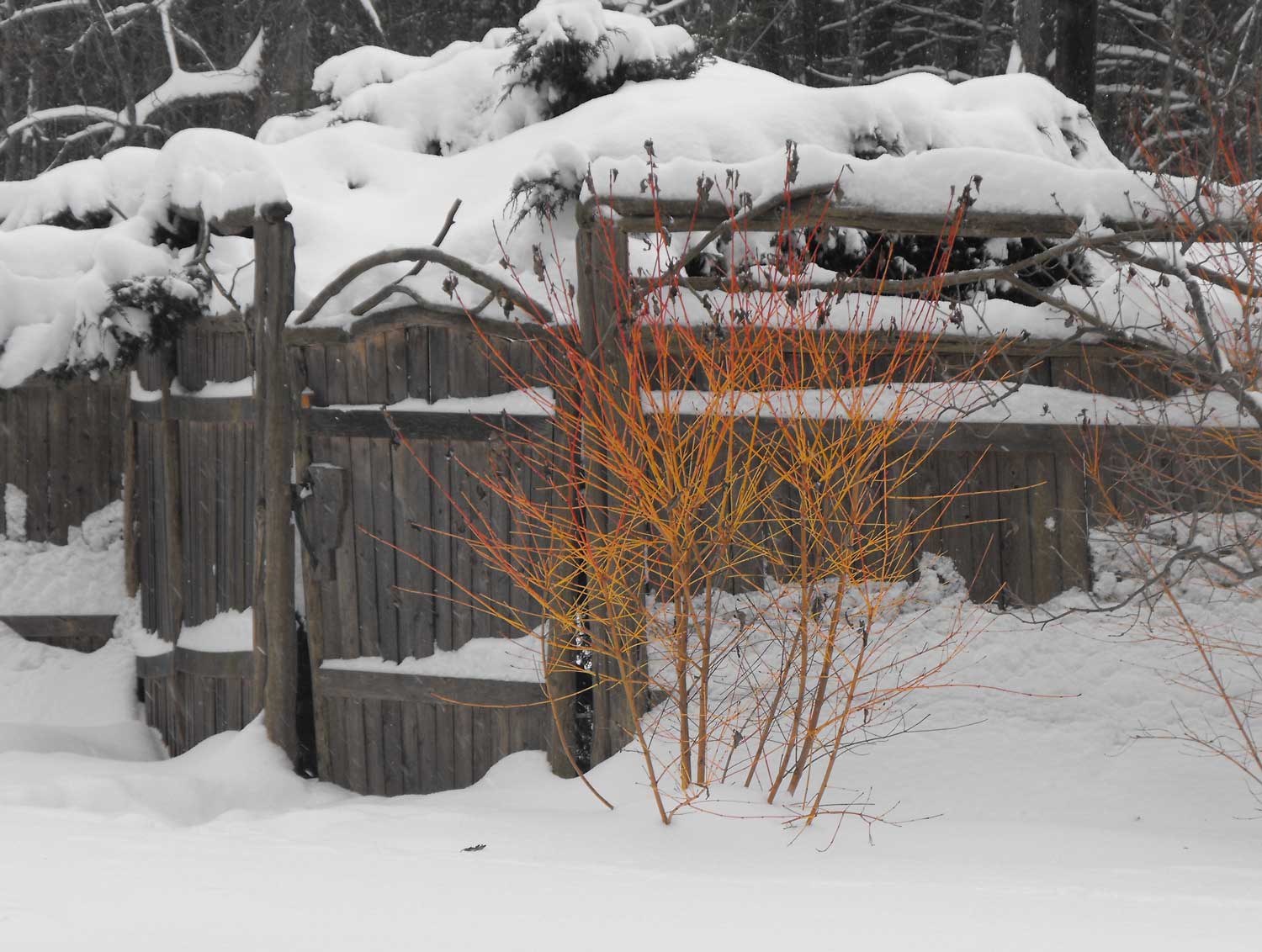 Winter-and-the-dogwood.jpg